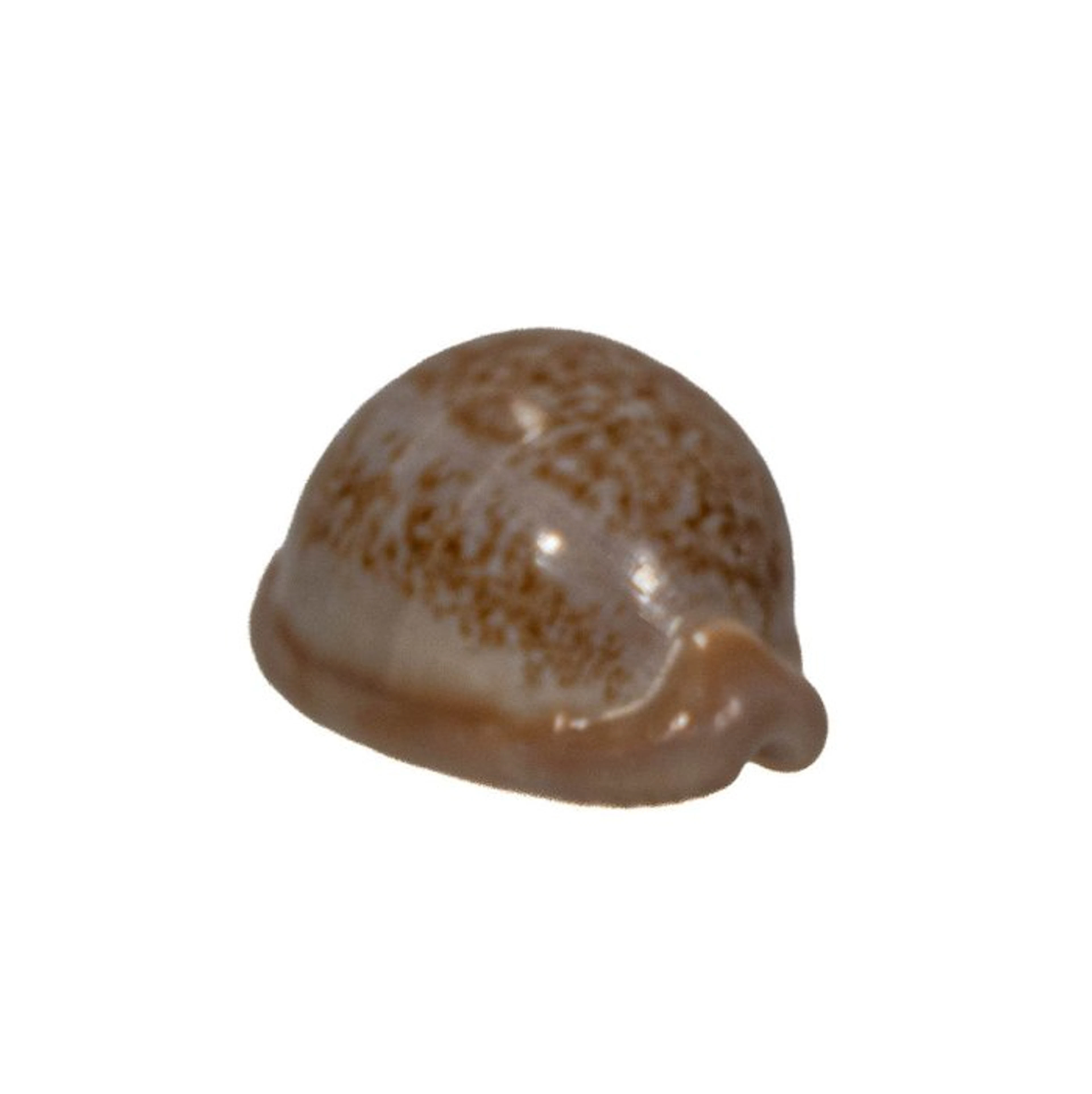 Red-brown South Africa cowrie: Cypraea fuscorubra (37 mm)...