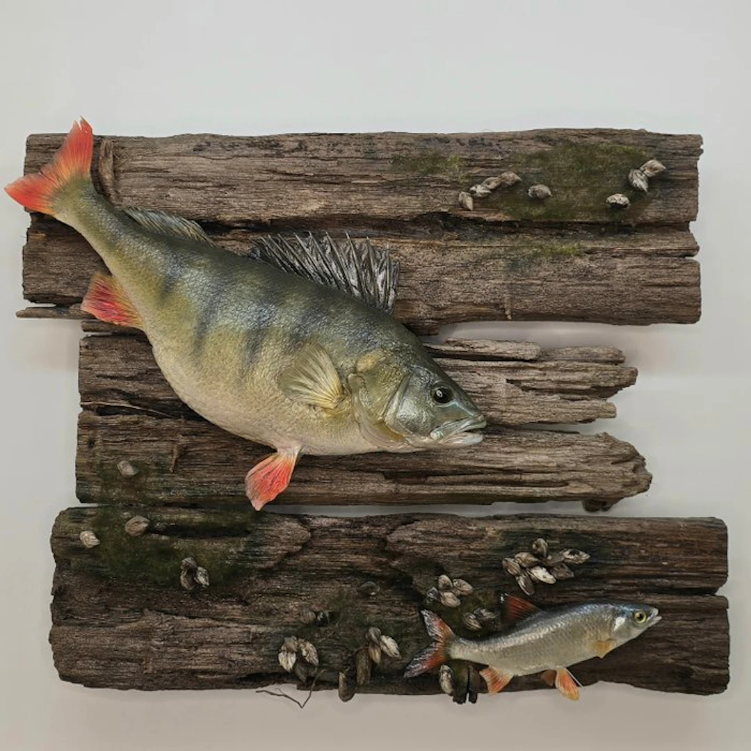 Perch and Bleak Taxidermy full body mount - Perca...