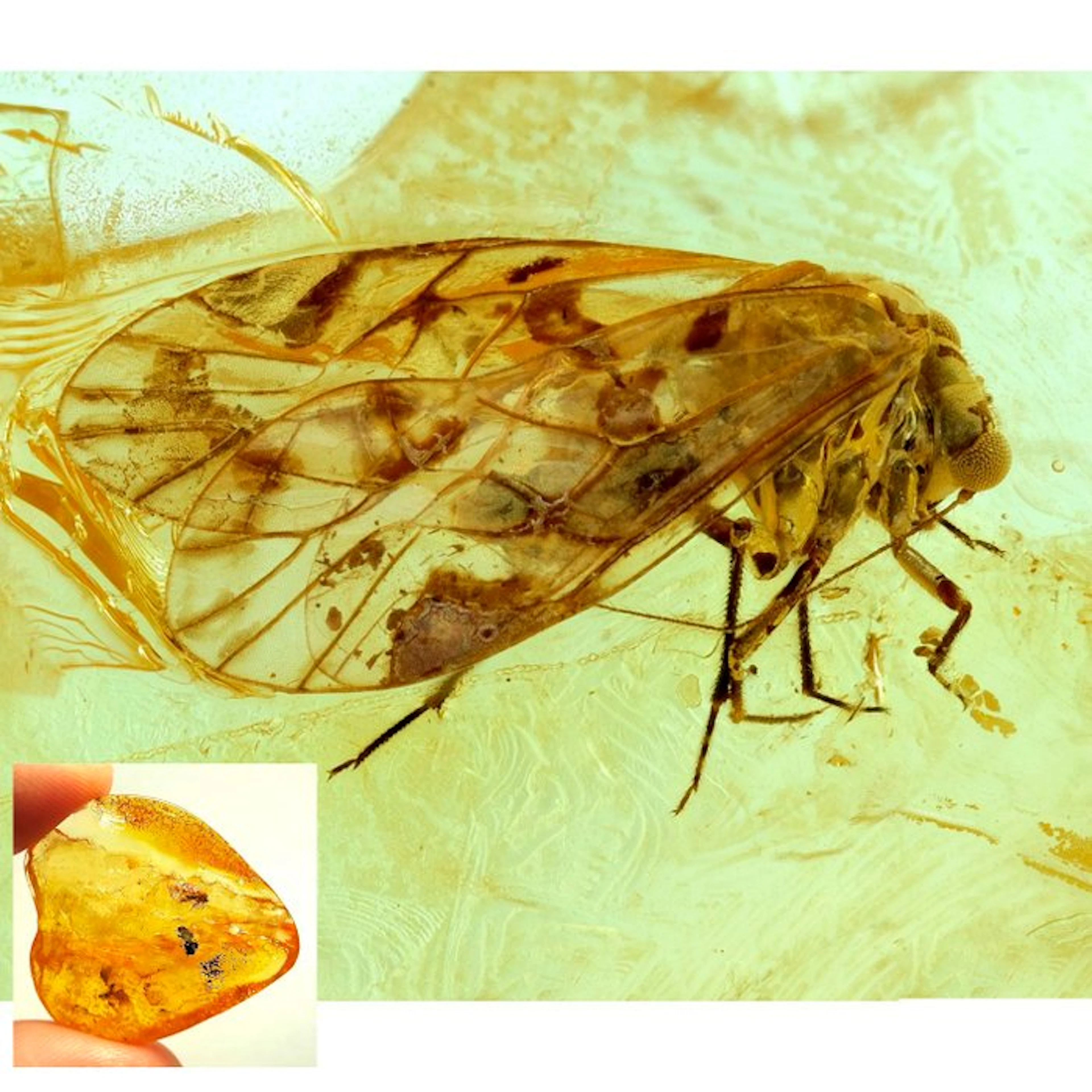 Amber - Amber - Cool insect inclusion - inclusion is...