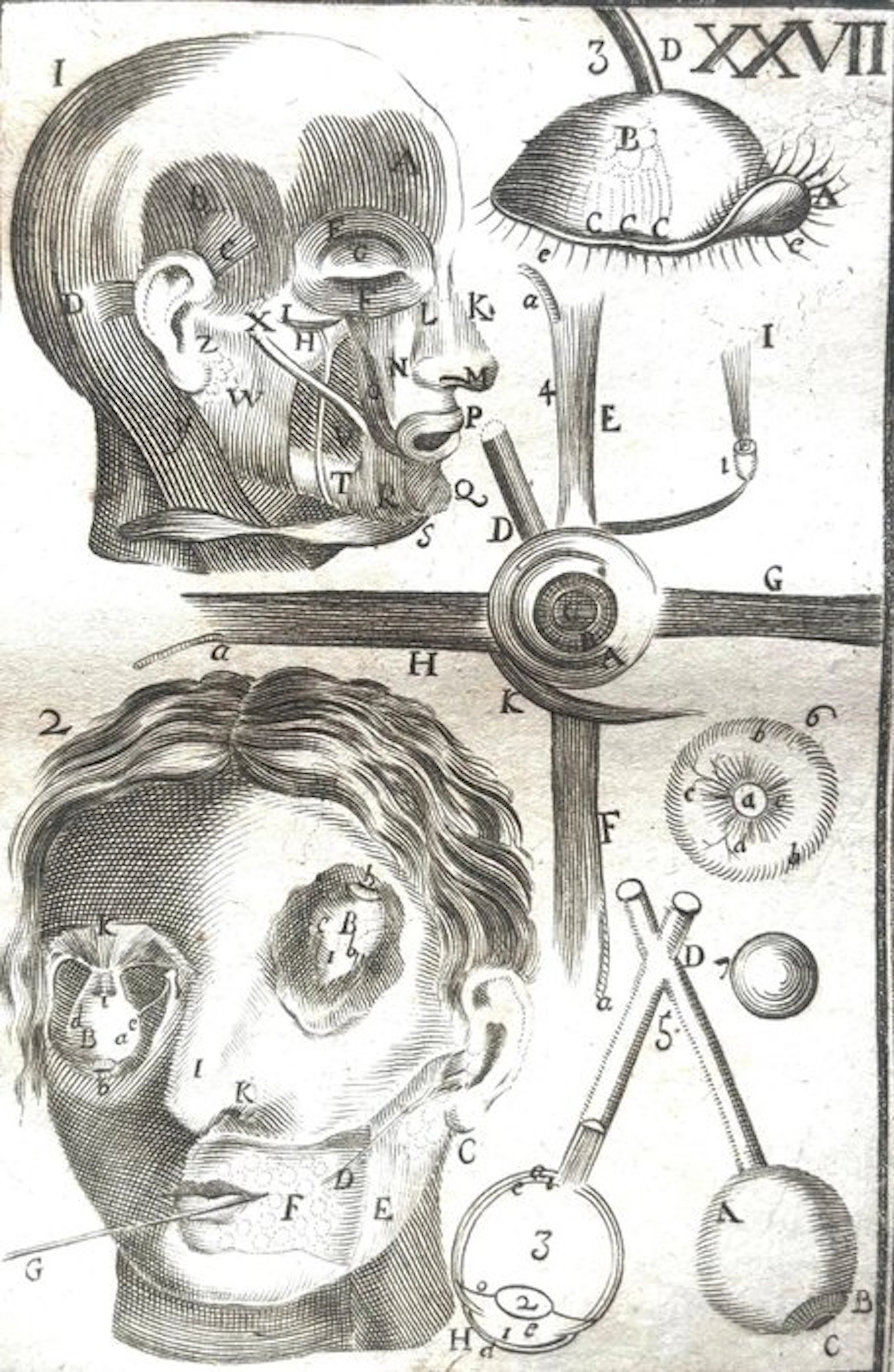 Philippus Verheyen - Corporis Humani Anatomiae - 1734