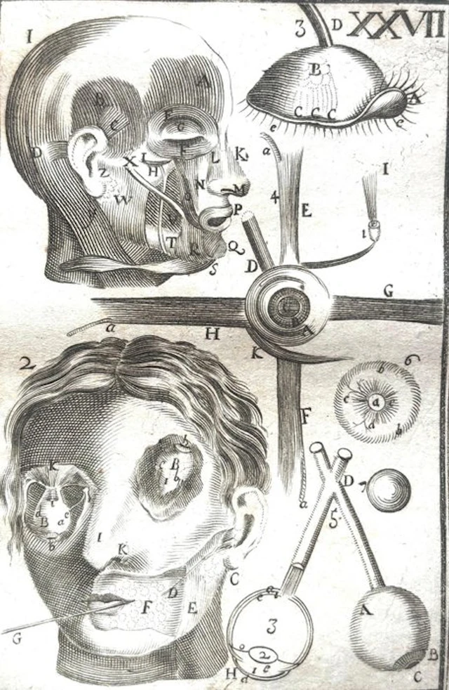 Philippus Verheyen - Corporis Humani Anatomiae - 1734