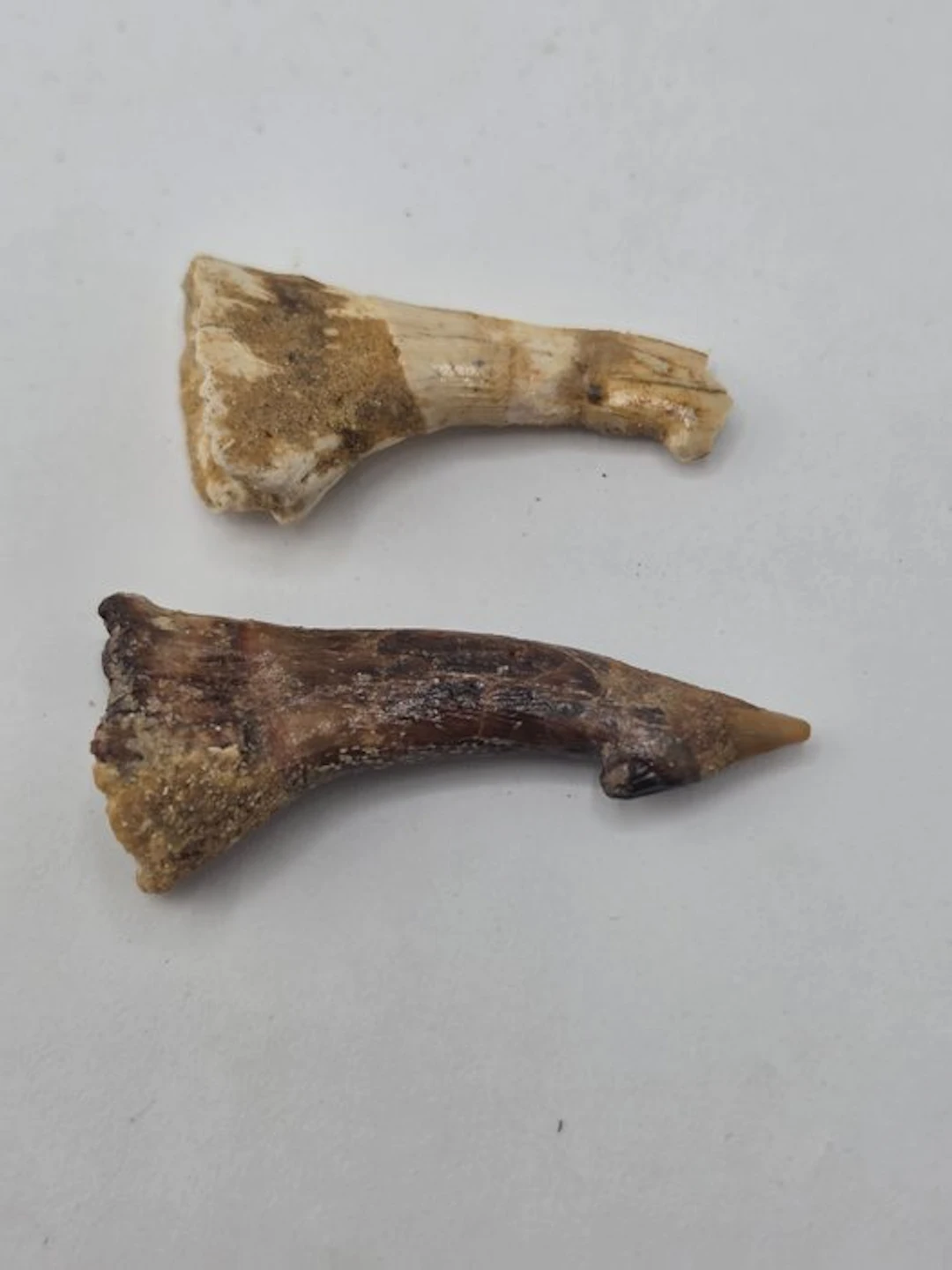 Lot of 2 teeth - Fossil rostral spine – Onchosaurus...