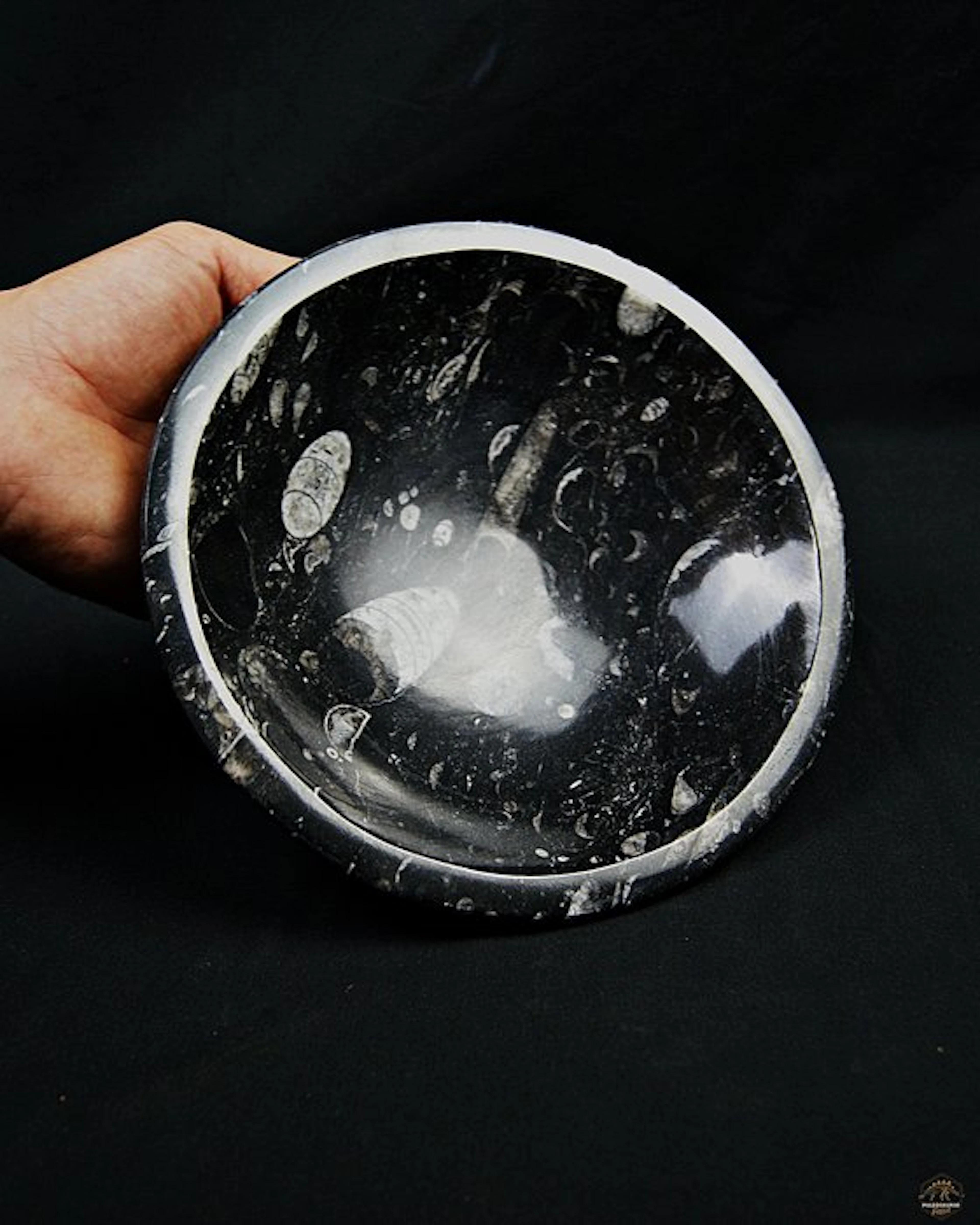 Fossil Sea Floor Bowl with Polished Orthoceras - Fossil...