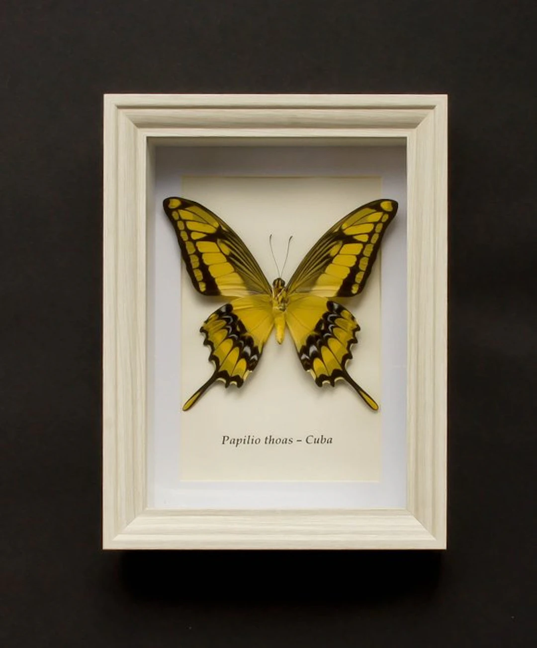 Butterfly Taxidermy full body mount - Papilio thoas...
