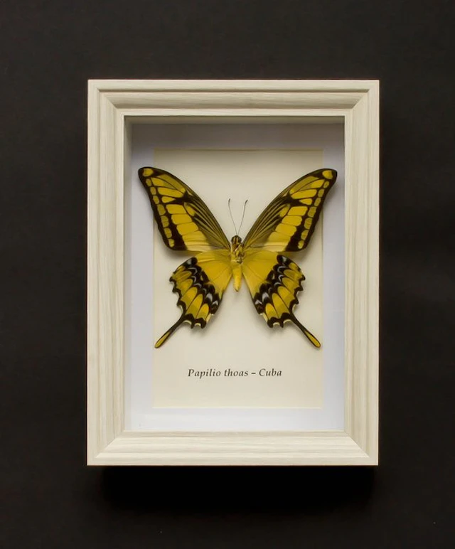 Butterfly Taxidermy full body mount - Papilio thoas...