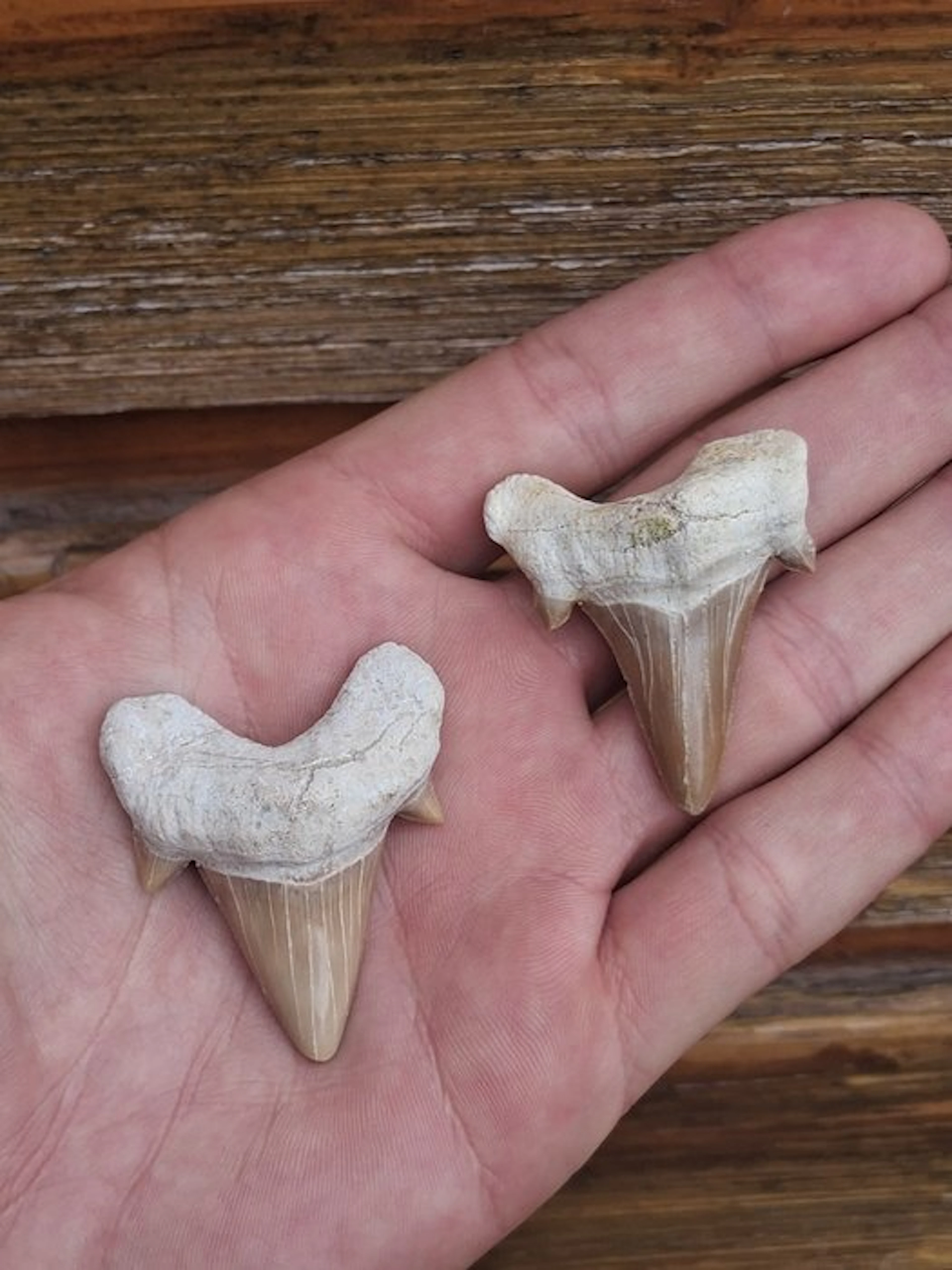 Shark - Fossil tooth - Otodus Obliquus (No reserve price)