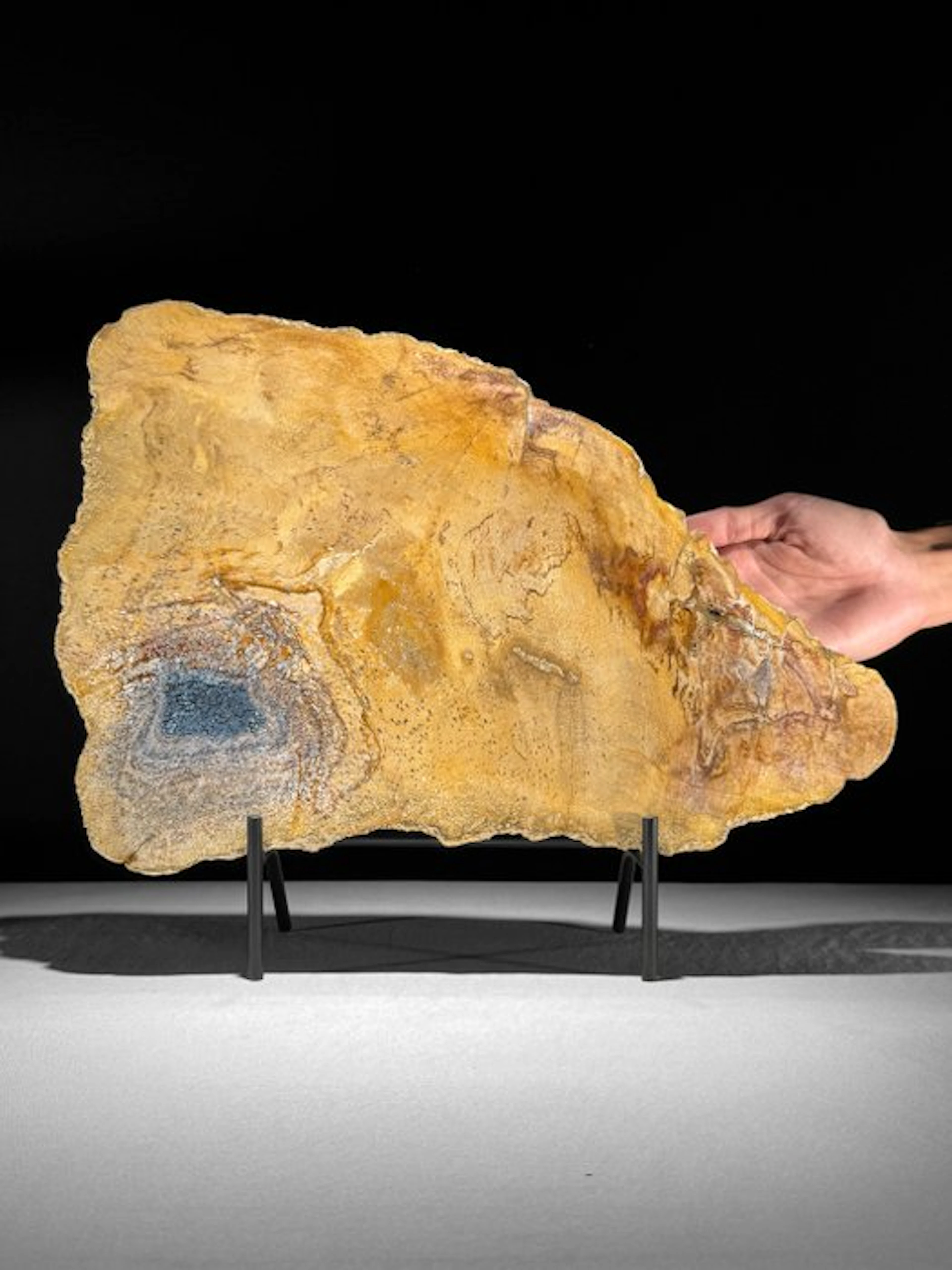 C - Beautiful Slice of Petrified Wood on a custom stand...