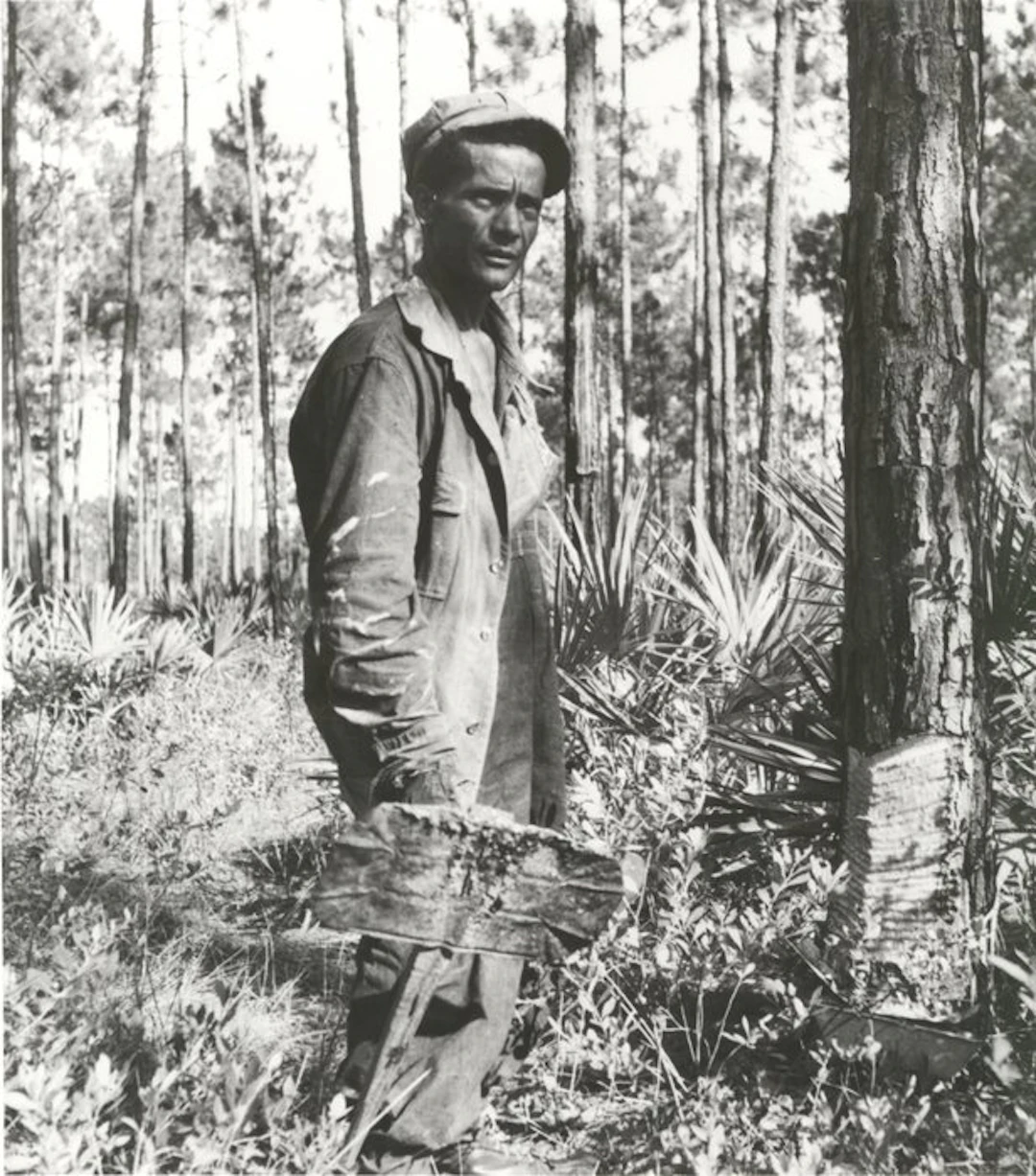 Dorothea Lange (1895–1965) - Turpentine „chipper“ and...