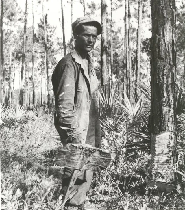 Dorothea Lange (1895–1965) - Turpentine „chipper“ and...