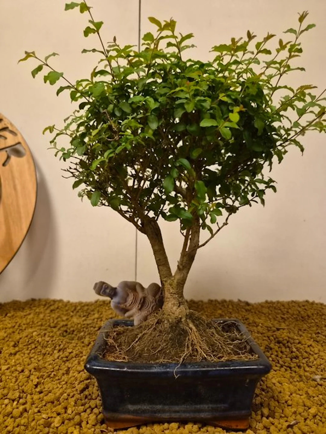 Privet bonsai (Ligustrum) - Height (Tree): 28 cm - Depth (Tree): 22