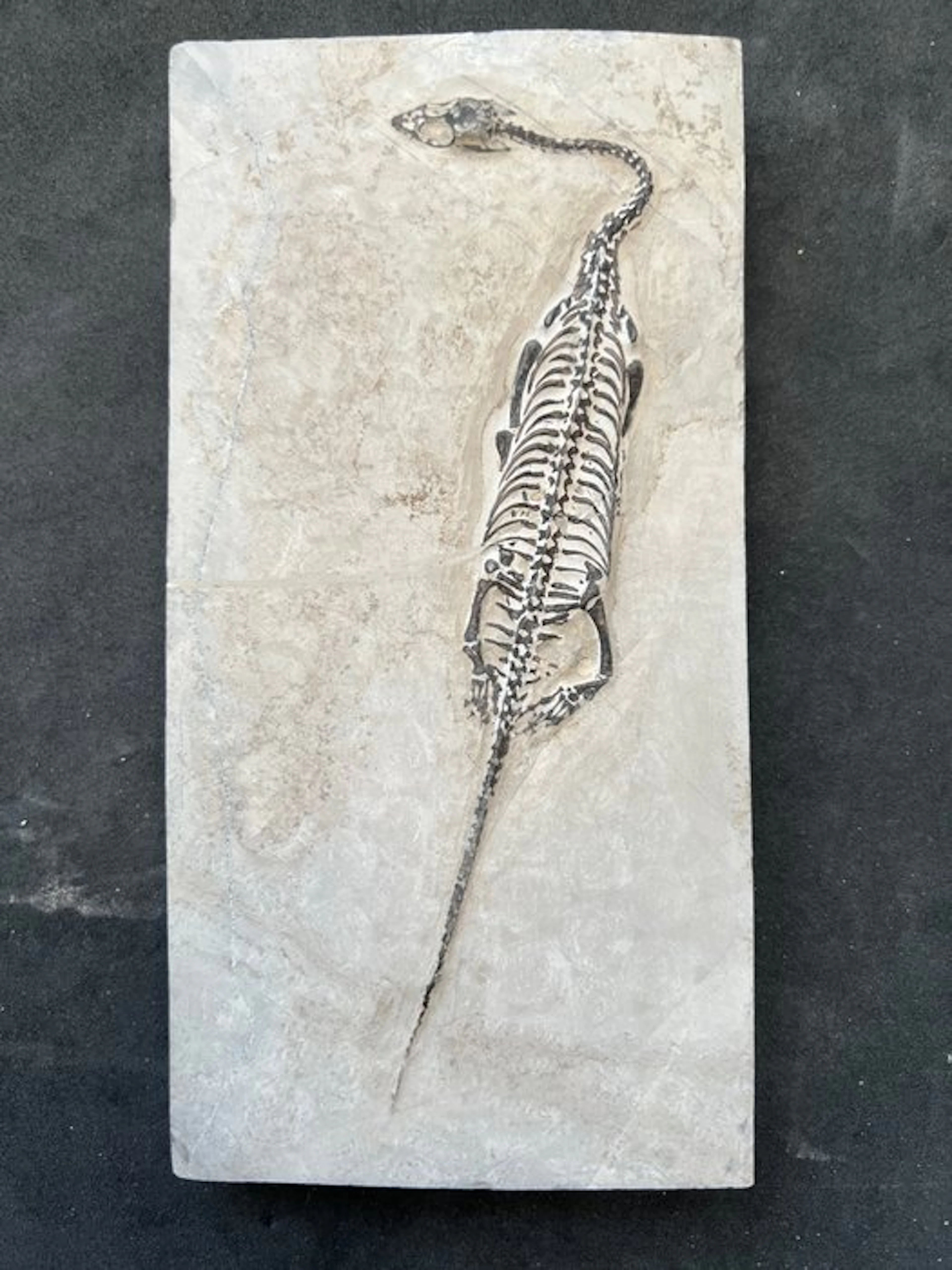 Marine reptile - Fossilised animal - Fossile de...