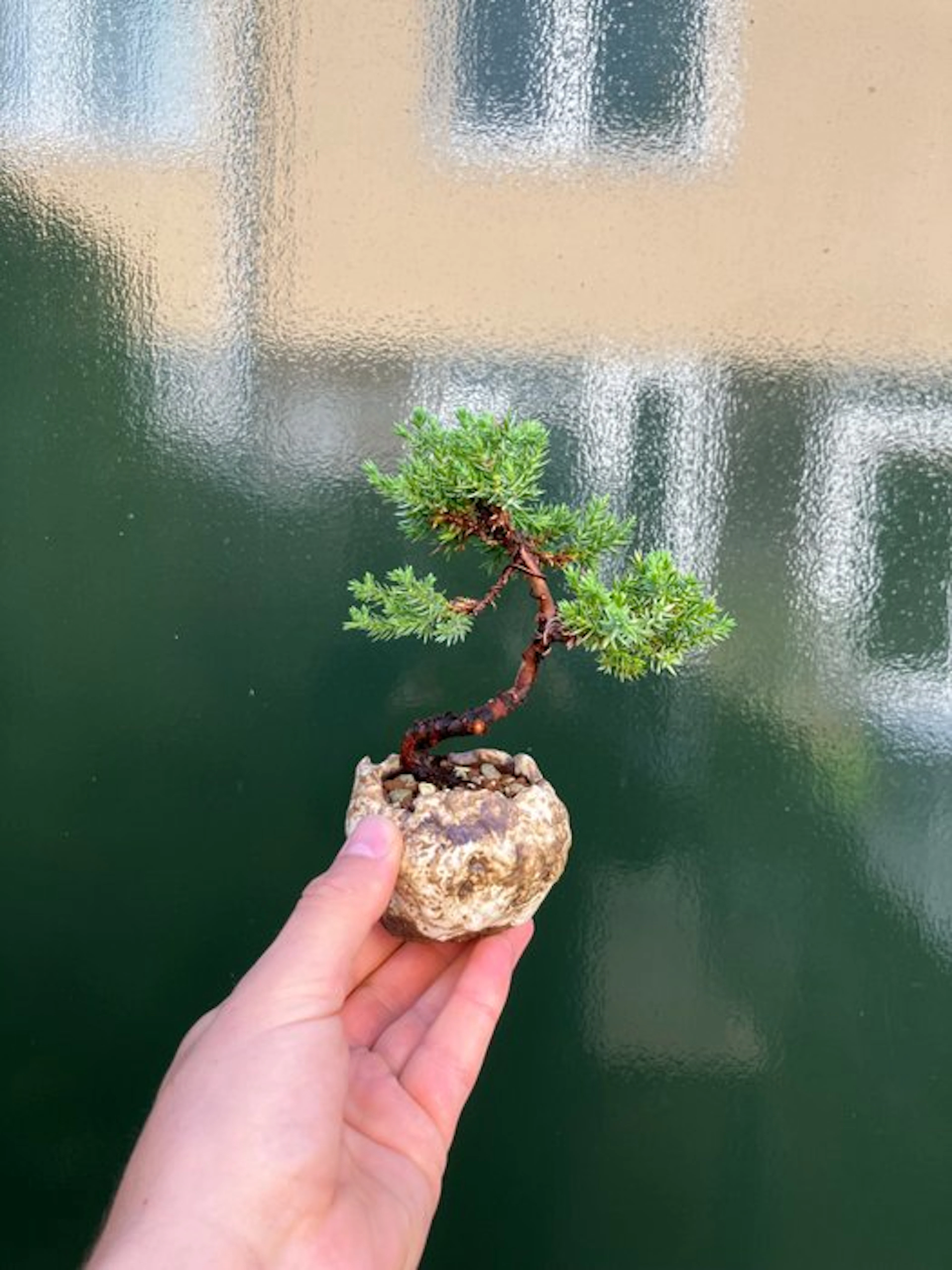 Juniper bonsai (Juniperus) - Height (Tree): 12 cm - Depth...