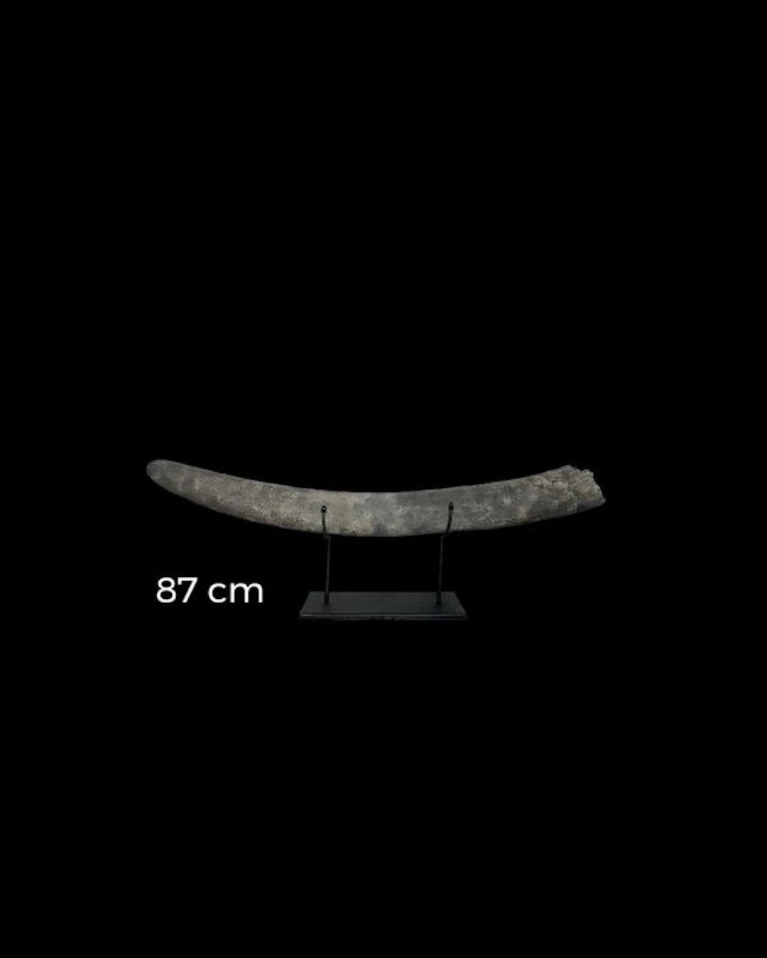 Stegodont - Fossil tooth - Stegodon sp. - 87 cm