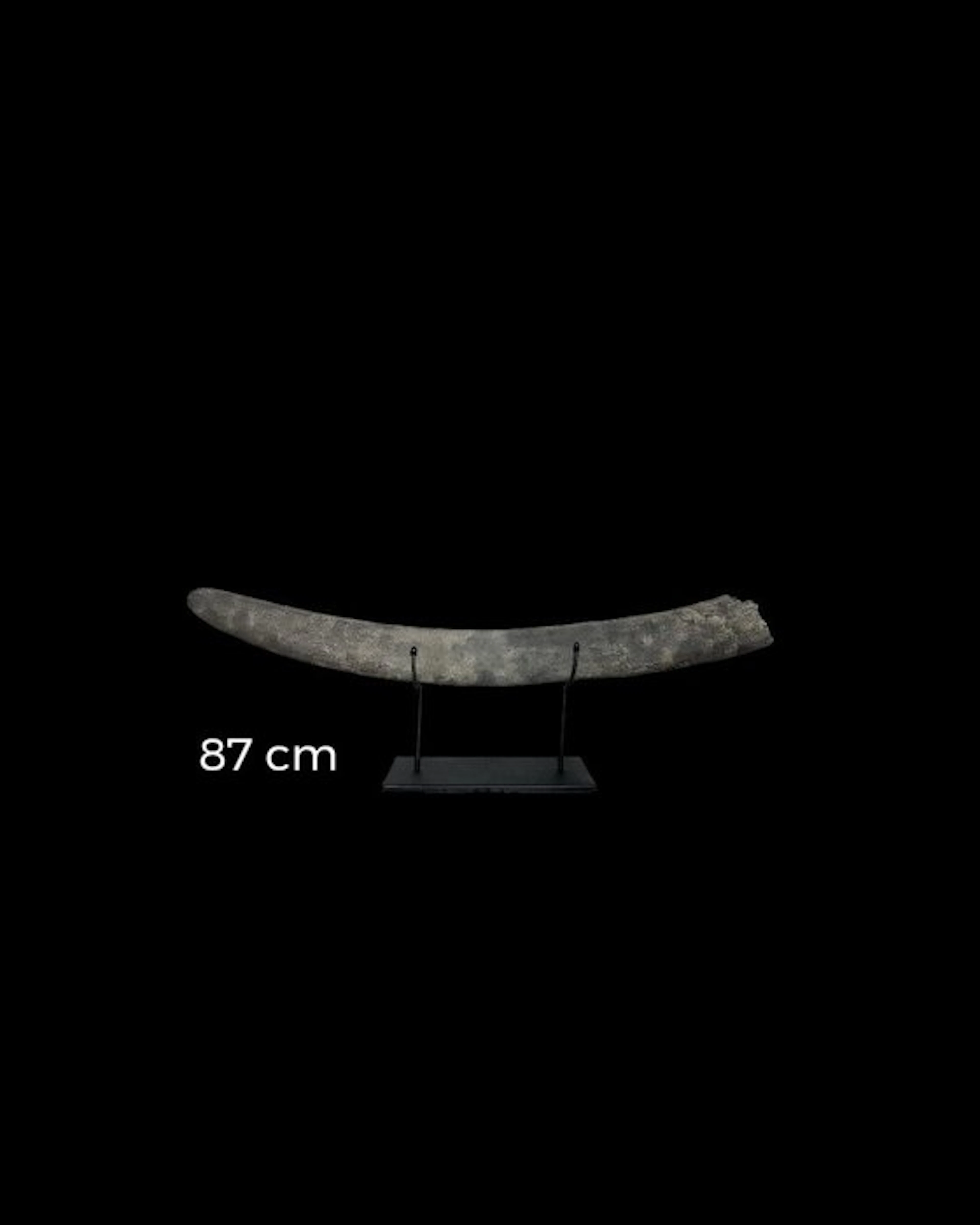 Stegodont - Fossil tooth - Stegodon sp. - 87 cm