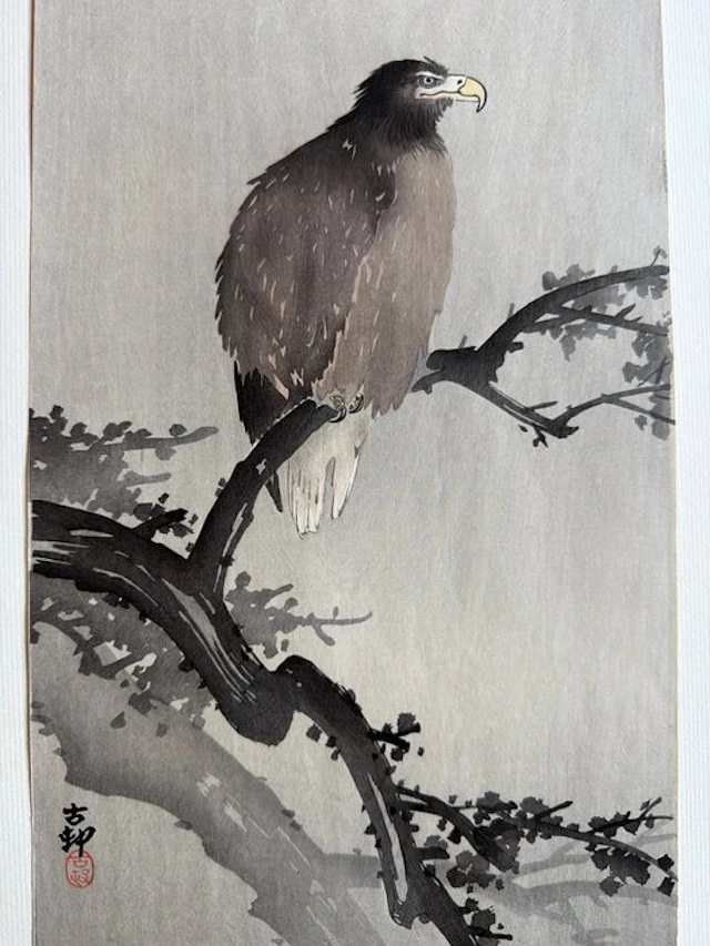 Eagle on a Plum Branch - Ohara Koson (1877-1945) - Japan