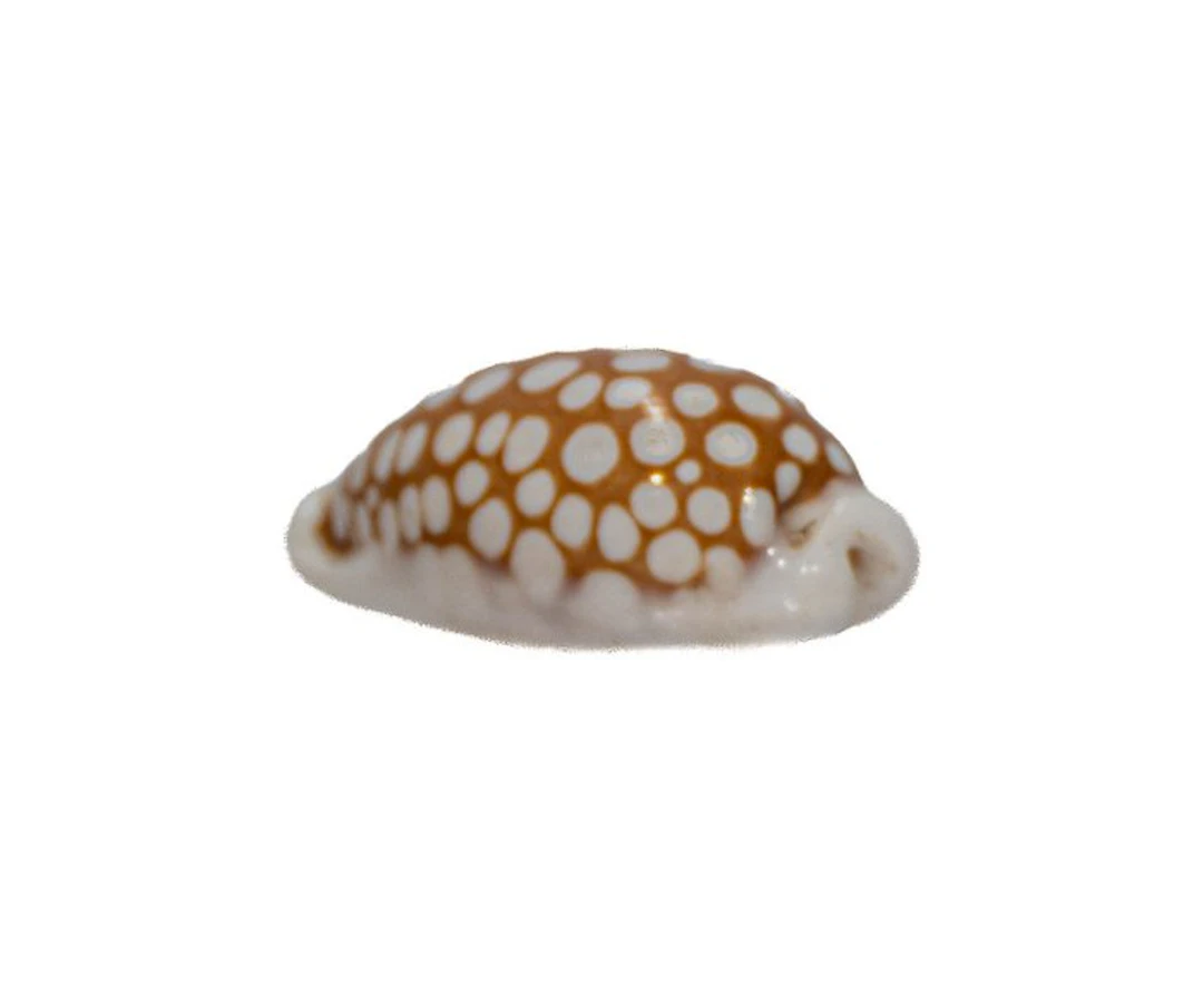 Sieb Cowrie: Cypraea cribraria (26mm) – Flawless specimen...