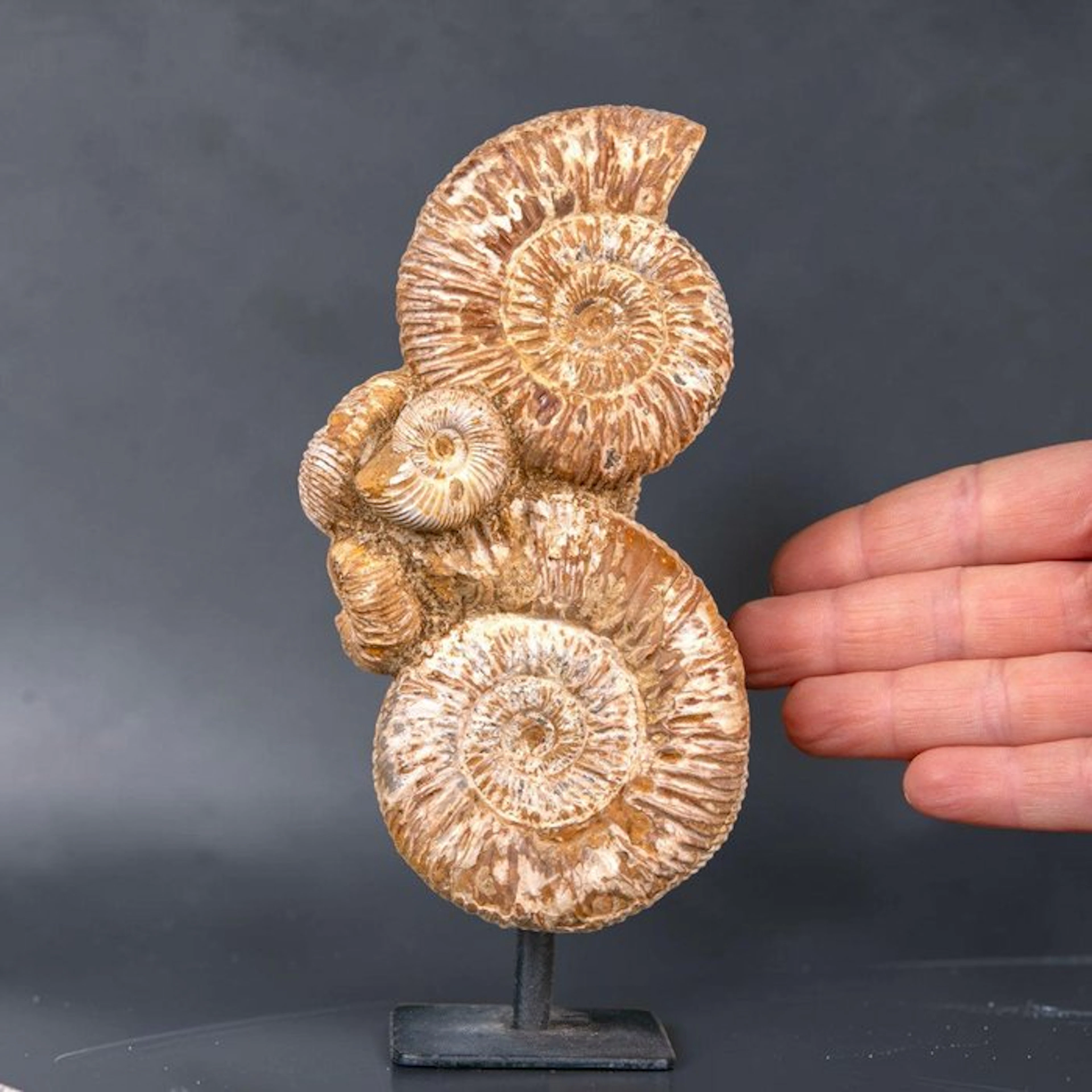 Rare Jurassic Perisphinctes Ammonite Cluster - Natural...