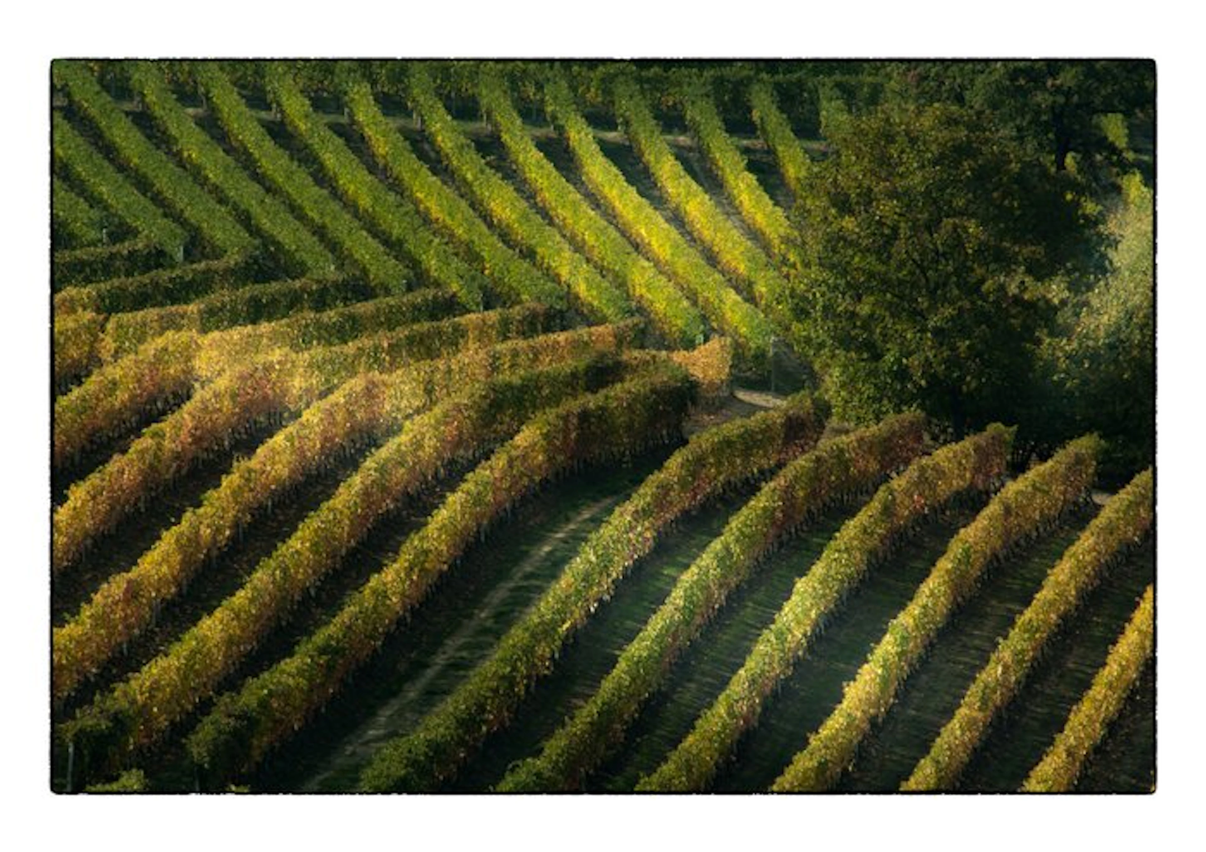 Franco Turcati - Langhe Autunno (341)