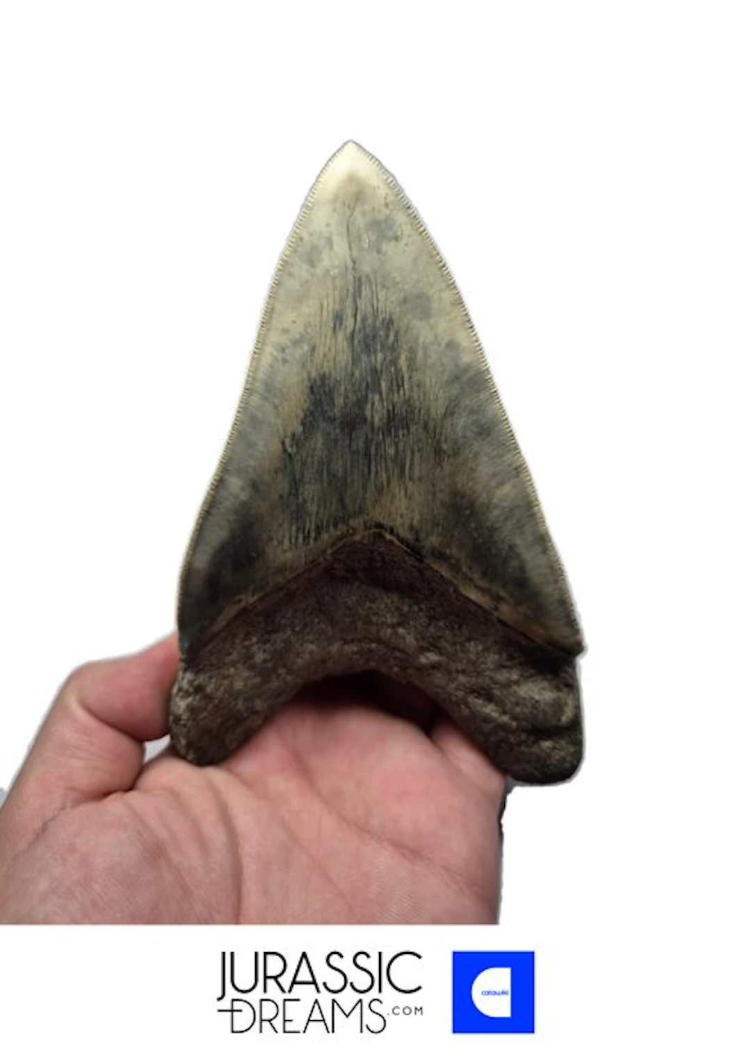 Gem Grade Huge 13,5cm Killer Blue Megalodon Tooth from...