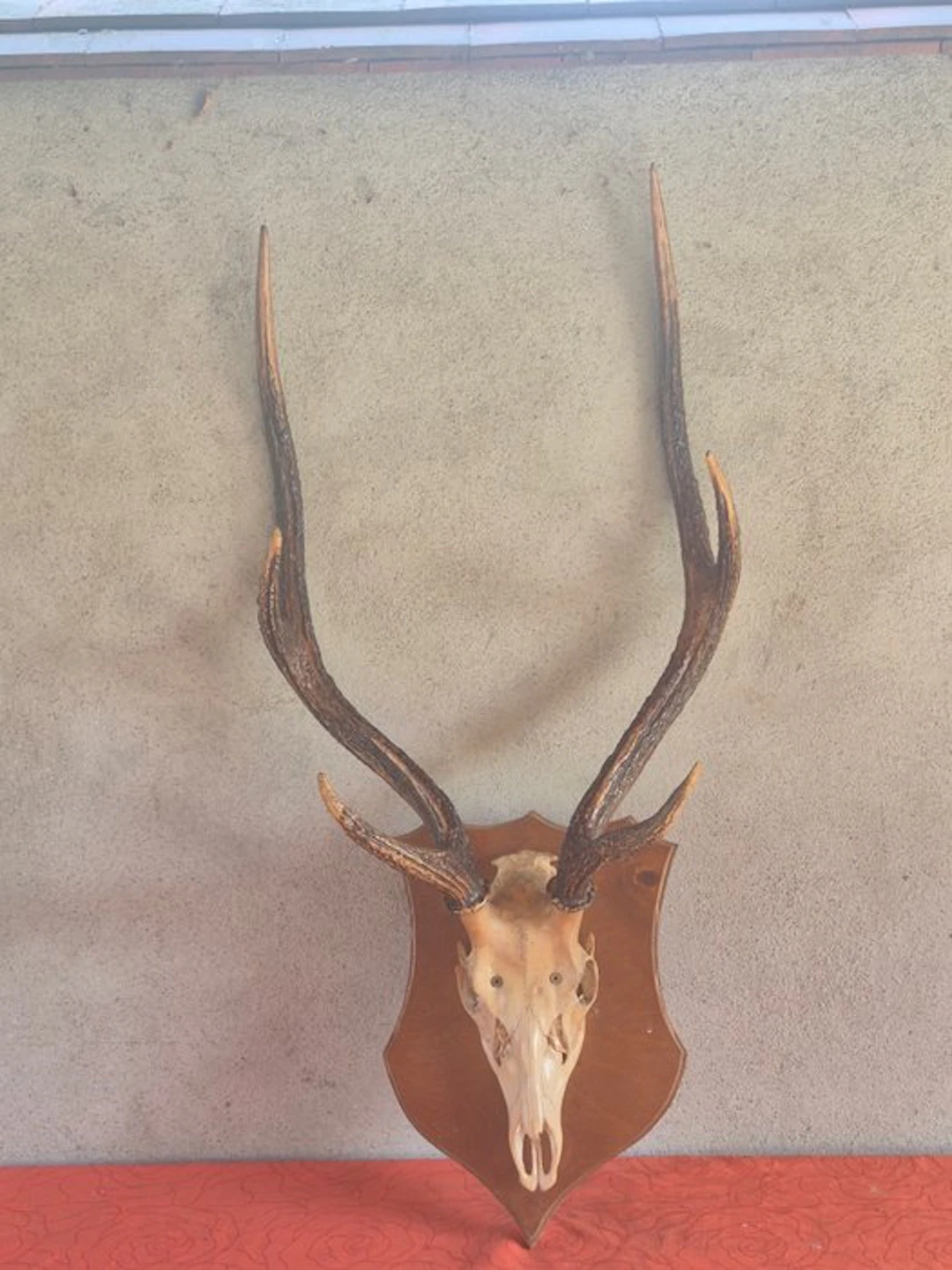 Sika Deer Taxidermy wall mount - Cervus nippon - très...