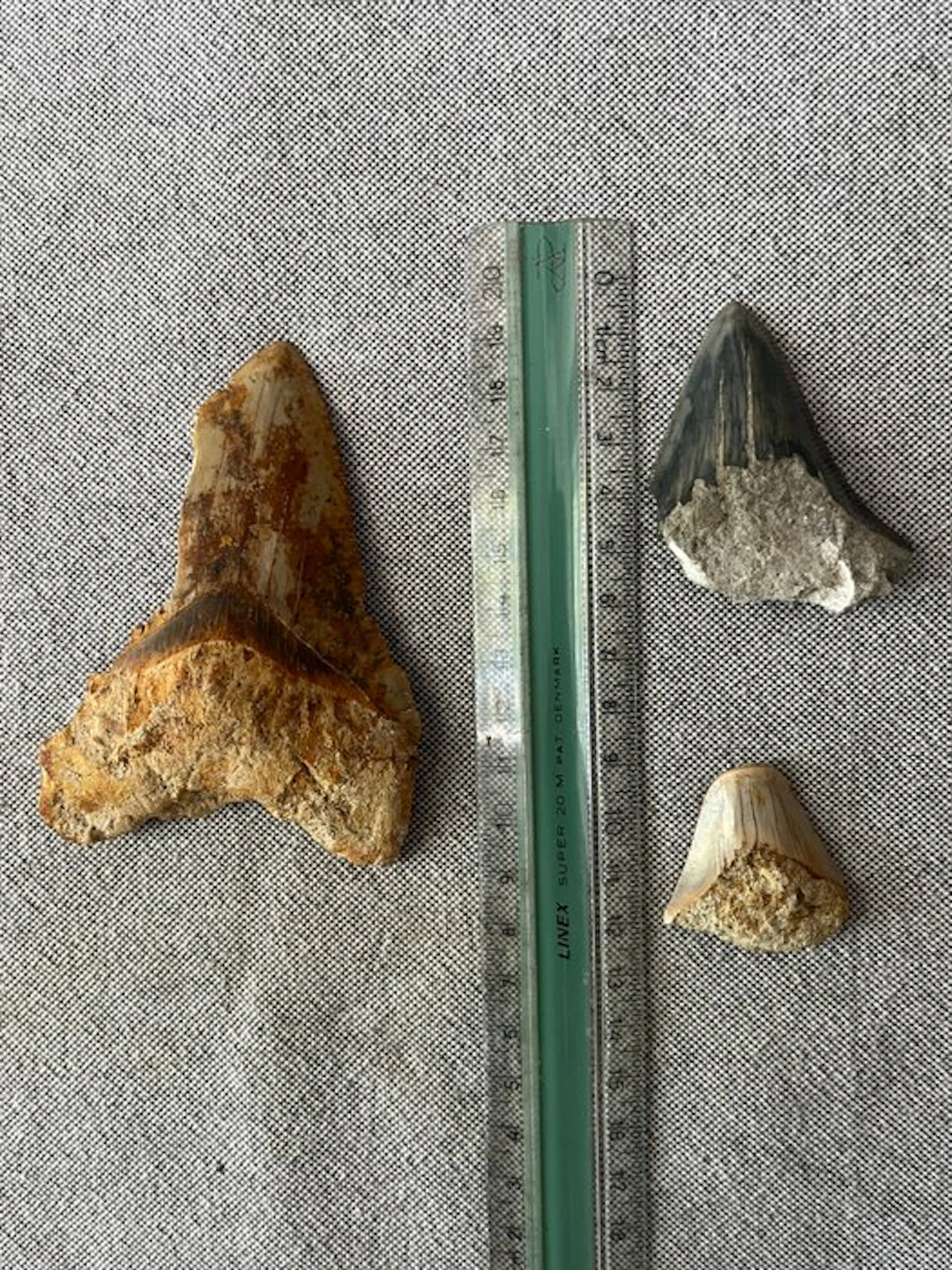 3 x Megalodon tooth 10,6 cm