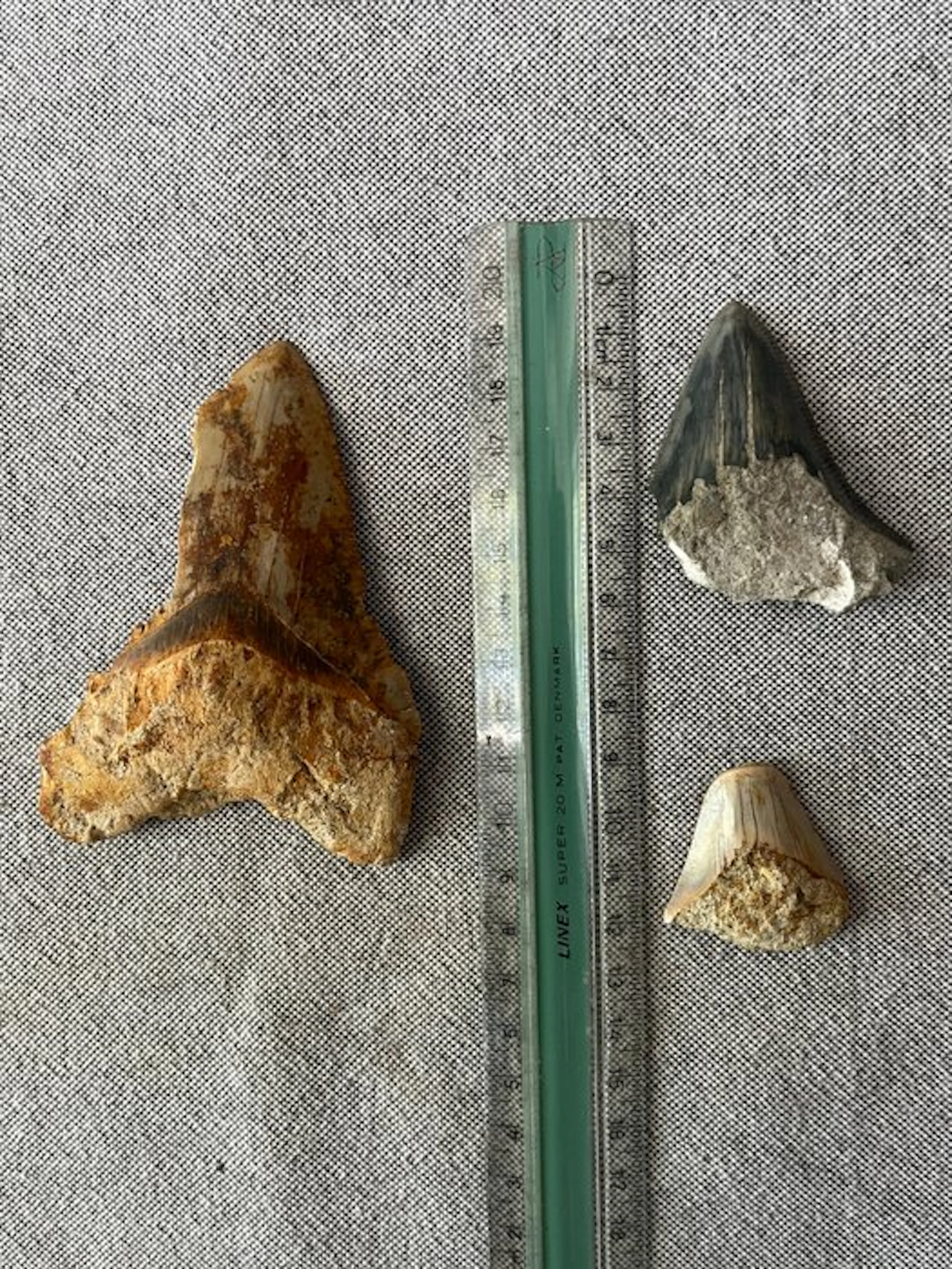 3 x Megalodon tooth 10,6 cm