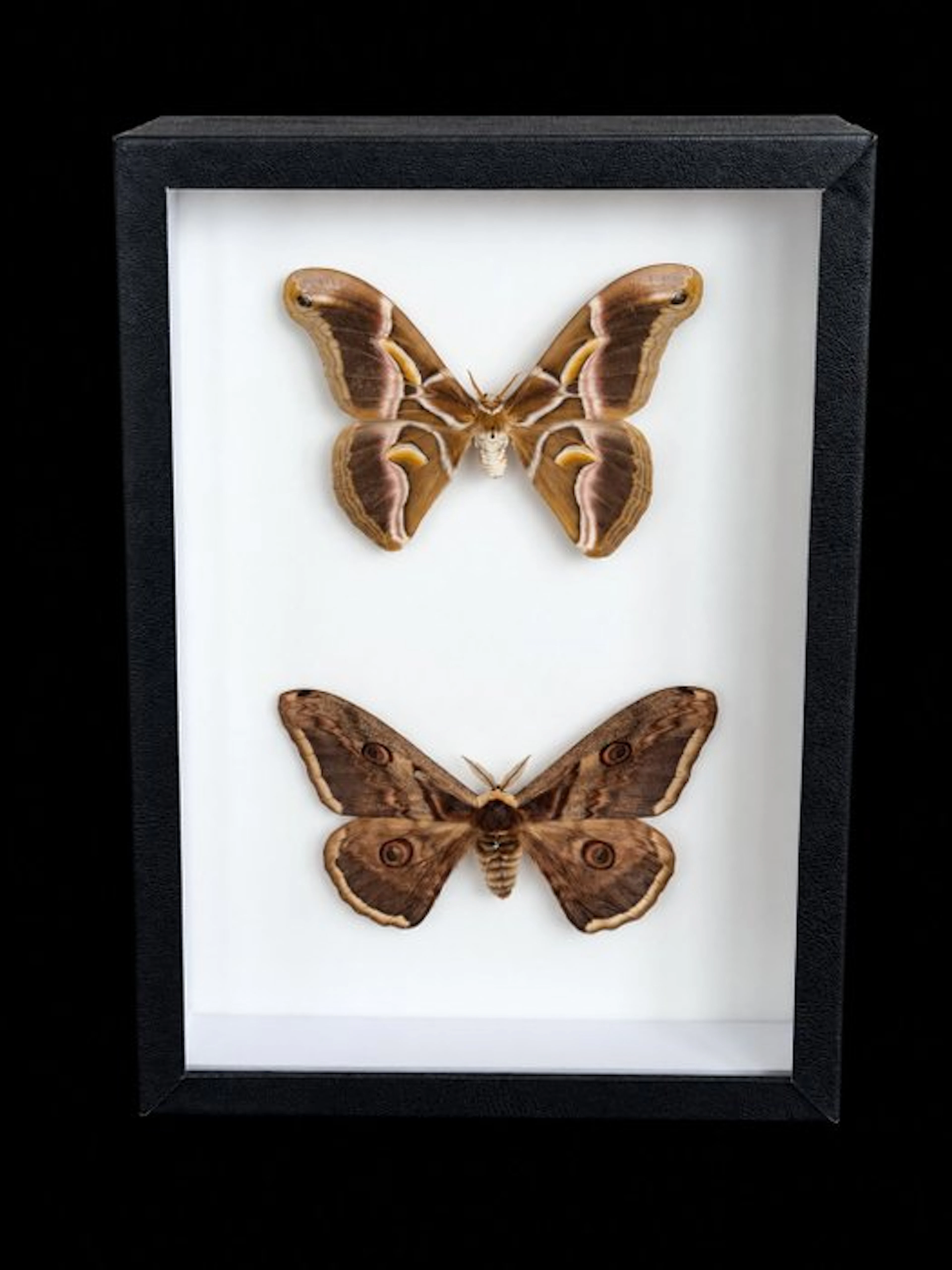 Moth Taxidermy full body mount - Samia cynthia & Saturnia...