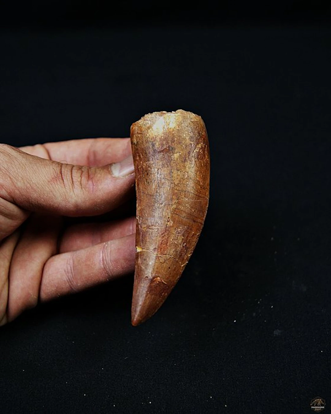 Dinosaur - Fossil tooth - Carcharodontosaurus saharicus - 9.1 cm