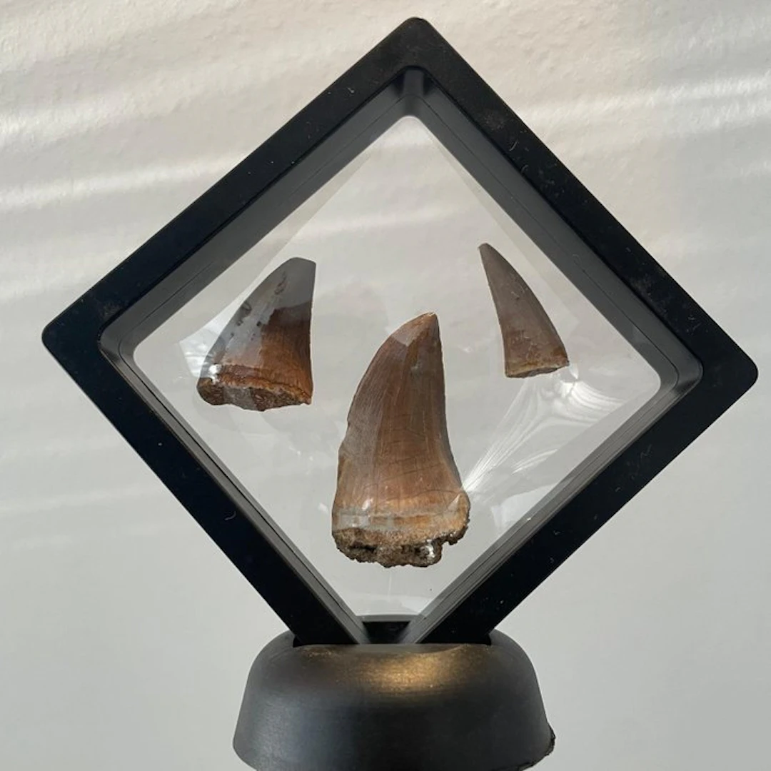 Dinosaur Tooth - Mosasaurus - 42 mm - 19 mm - 9 mm - (3)