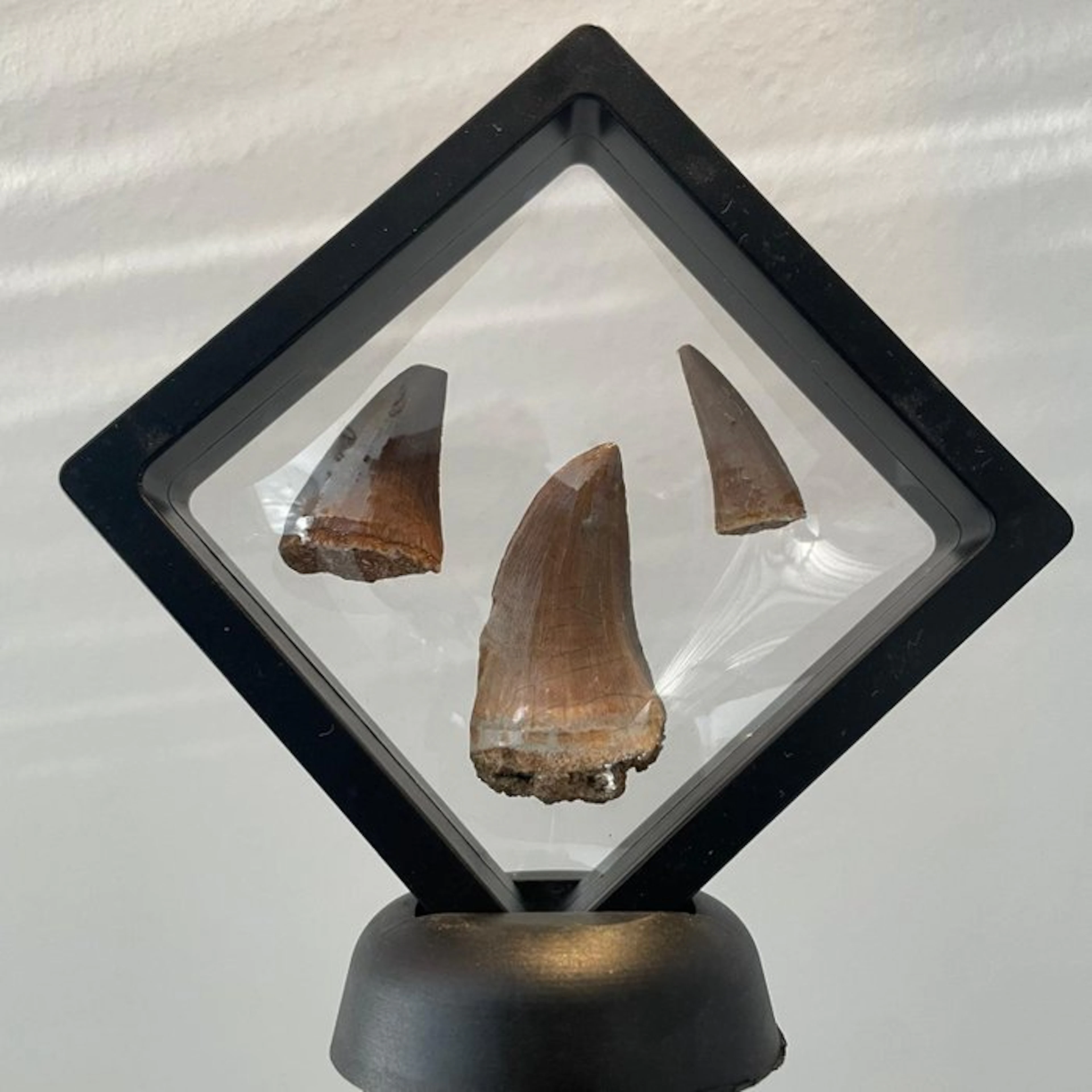 Dinosaur Tooth - Mosasaurus - 42 mm - 19 mm - 9 mm - (3)