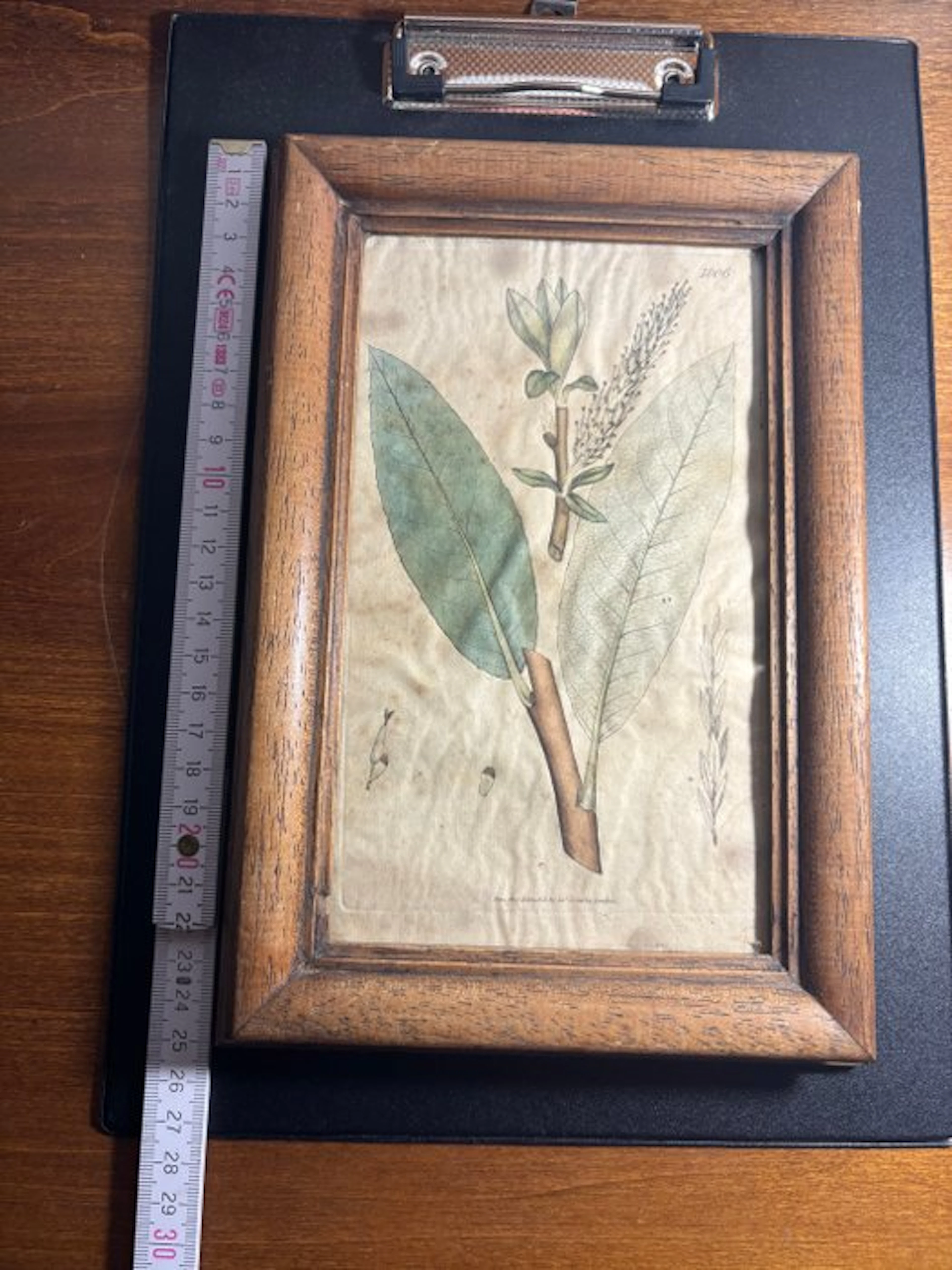 james - Stampa Botanica 1806 Salix - Unknown