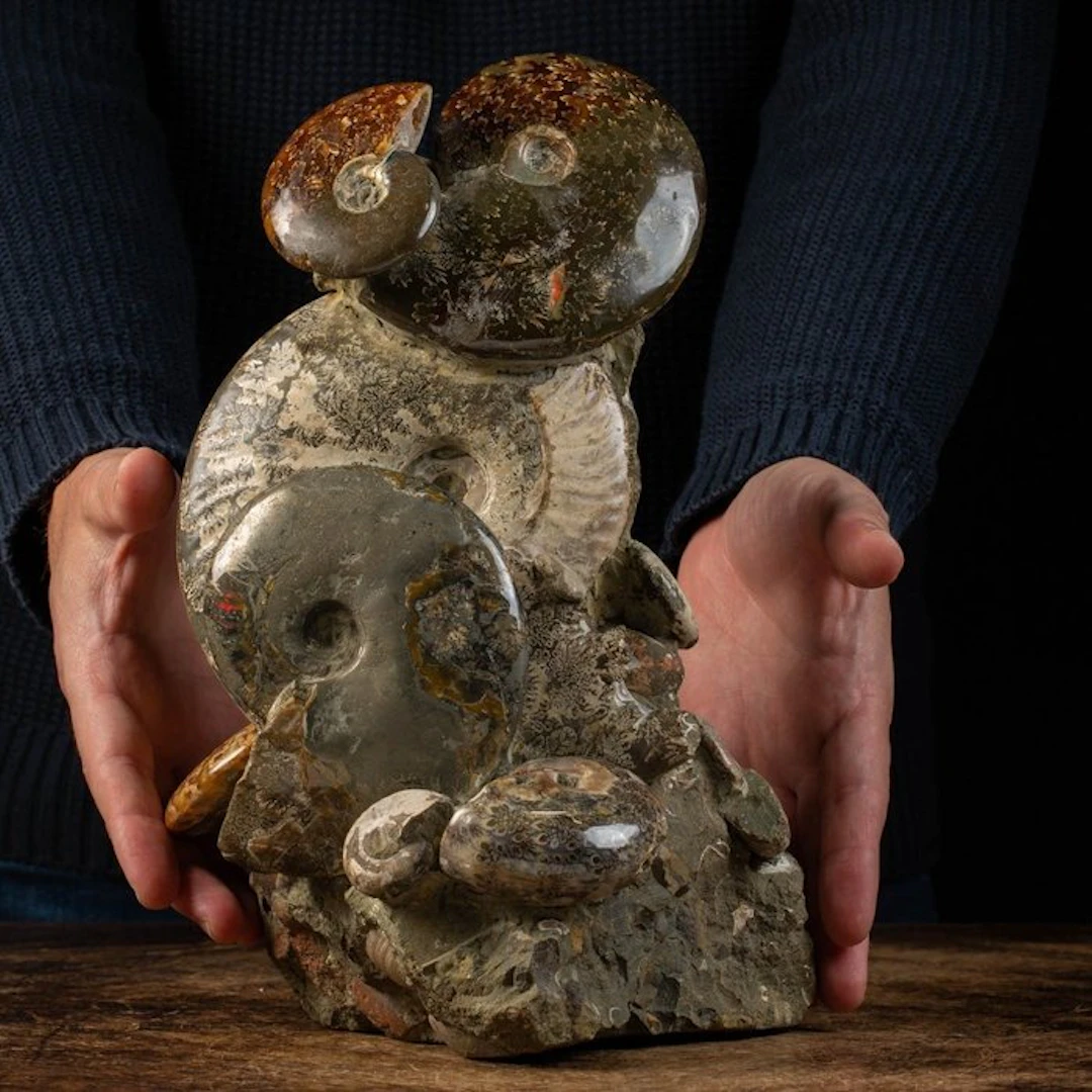 Extraordinary Ammonite Group on Original Matrix - Fossil...
