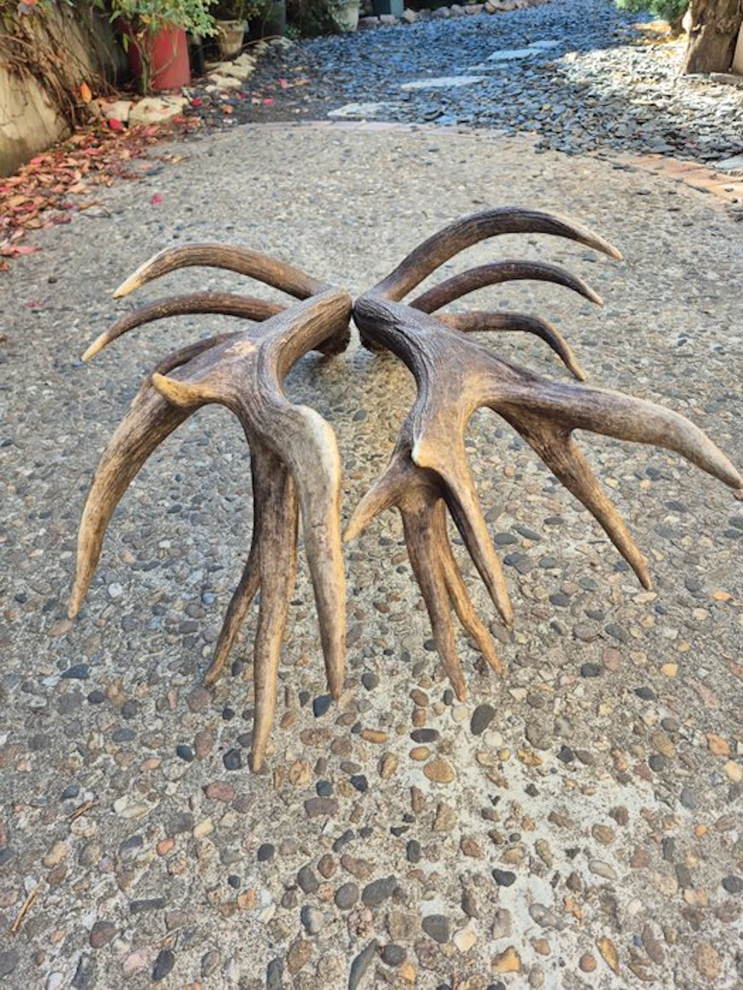 Red Deer Taxidermy wall mount - Cervus elaphus - Mues de...