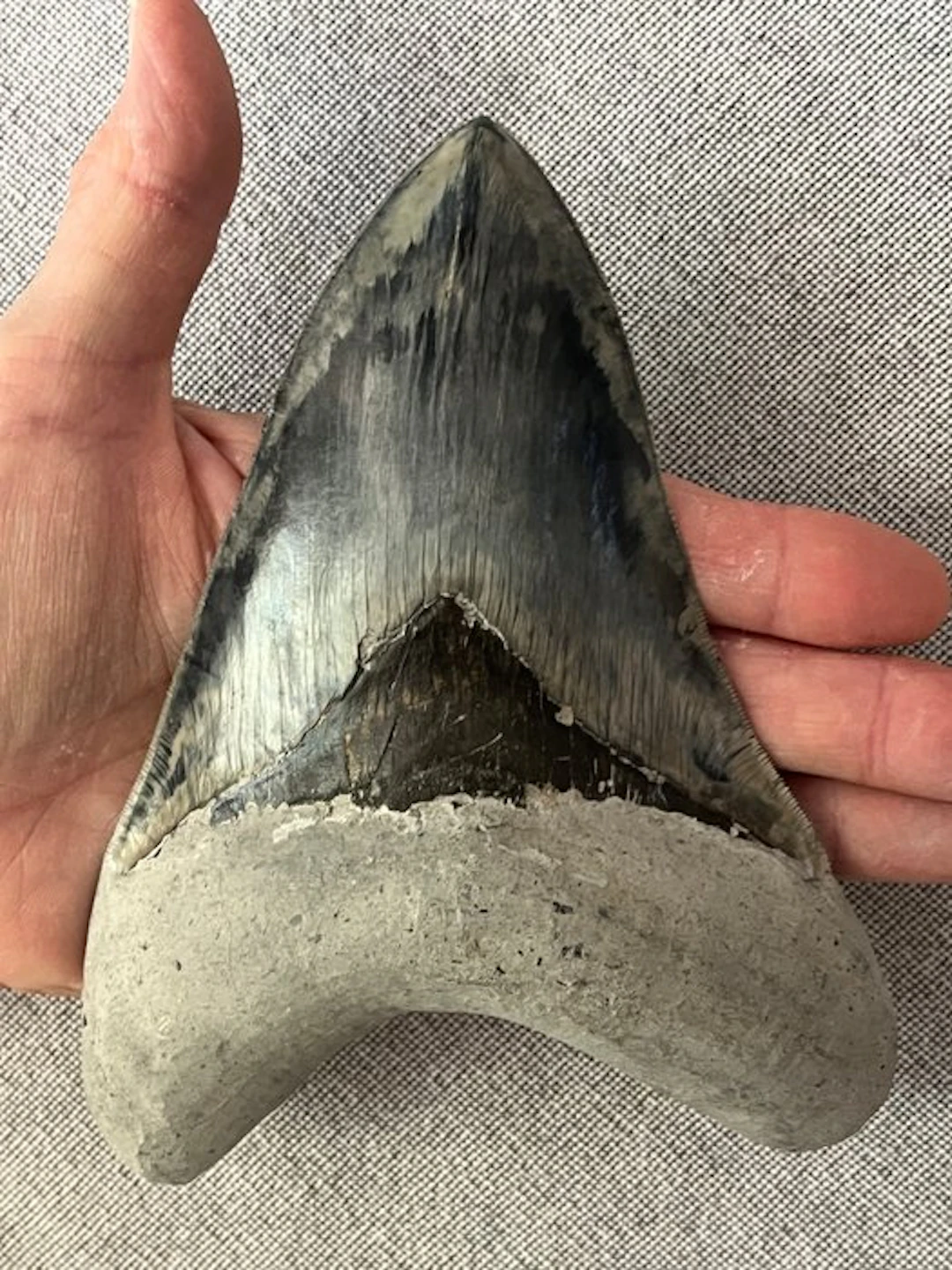 Goliath Megalodon tooth 15,8 cm (6.22 INCH) - Fossil...