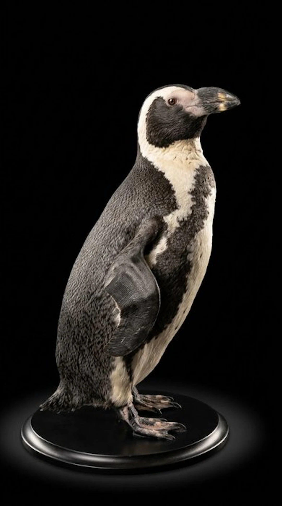 Penguin Taxidermy full body mount - Spheniscus demersus...