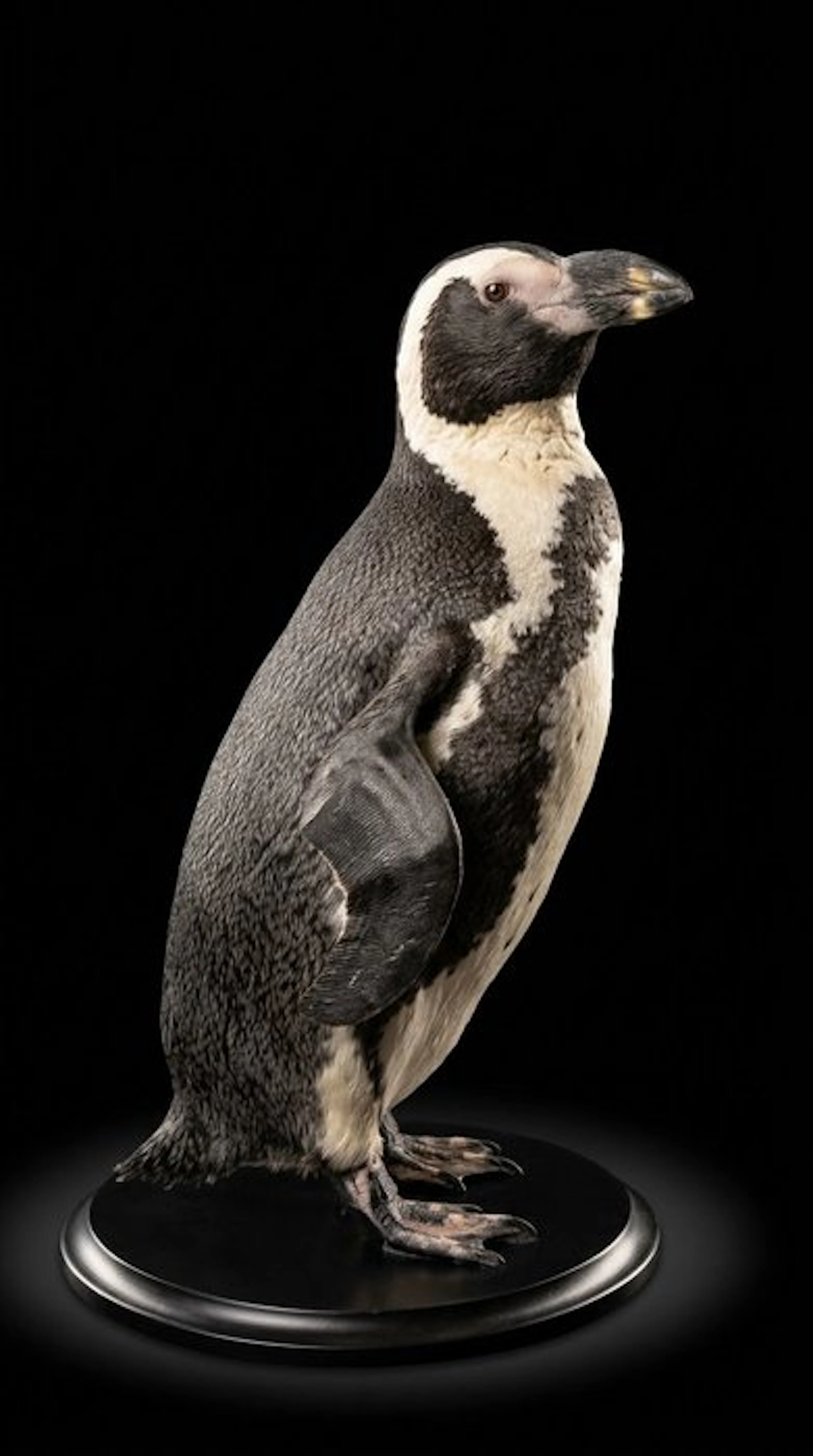 Penguin Taxidermy full body mount - Spheniscus demersus...