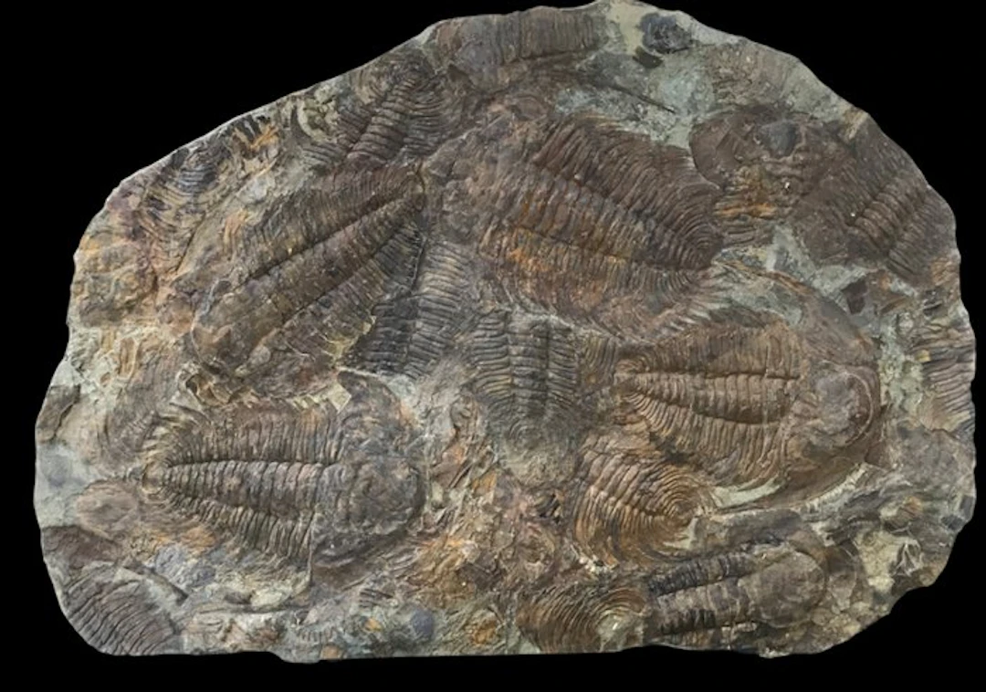 Trilobite - Fossil skeleton - Acadoparadoxides - 110 cm - 76 cm