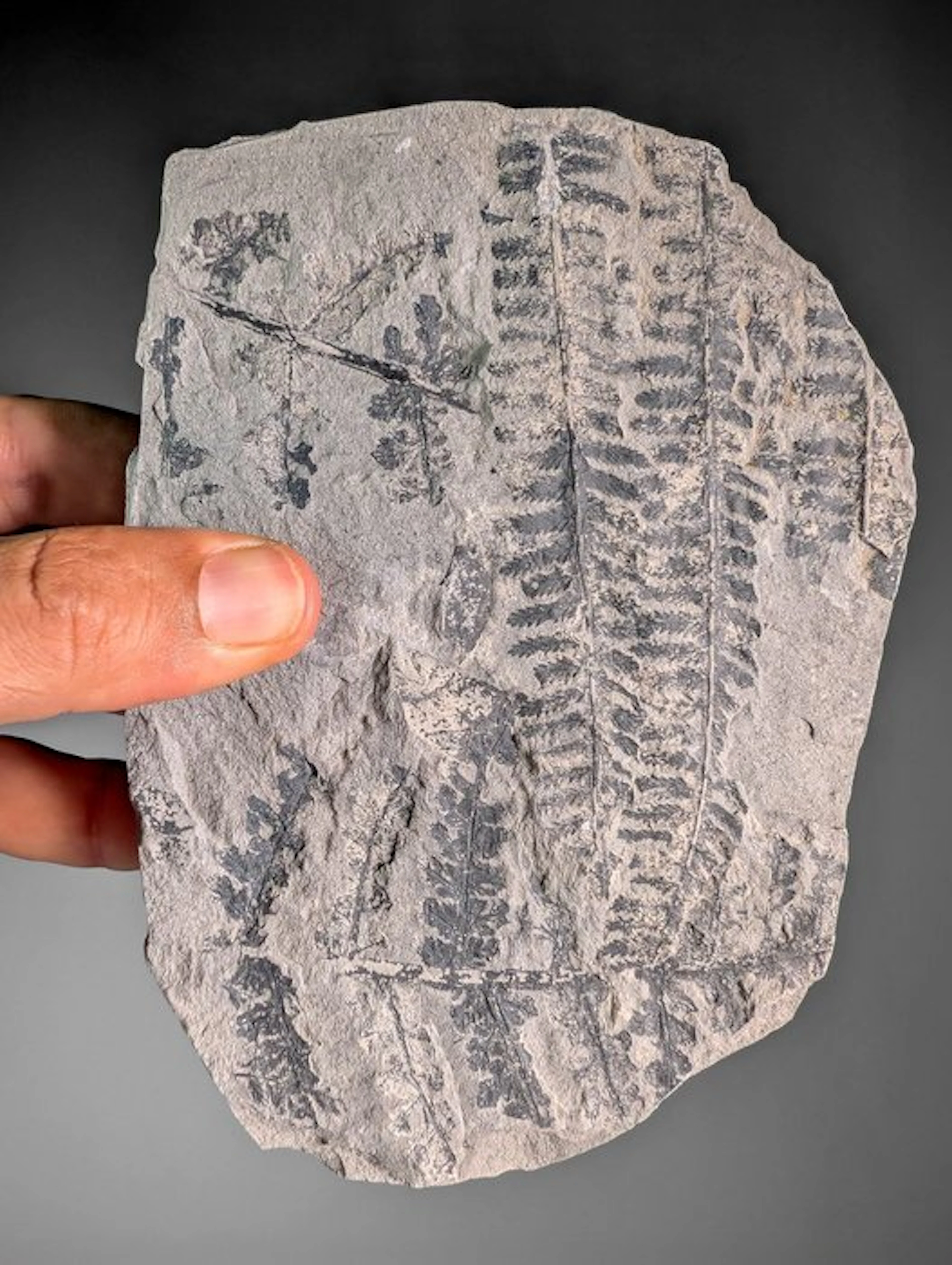 Fossil seedless ferns - Fossilised plant - Pecopteris...