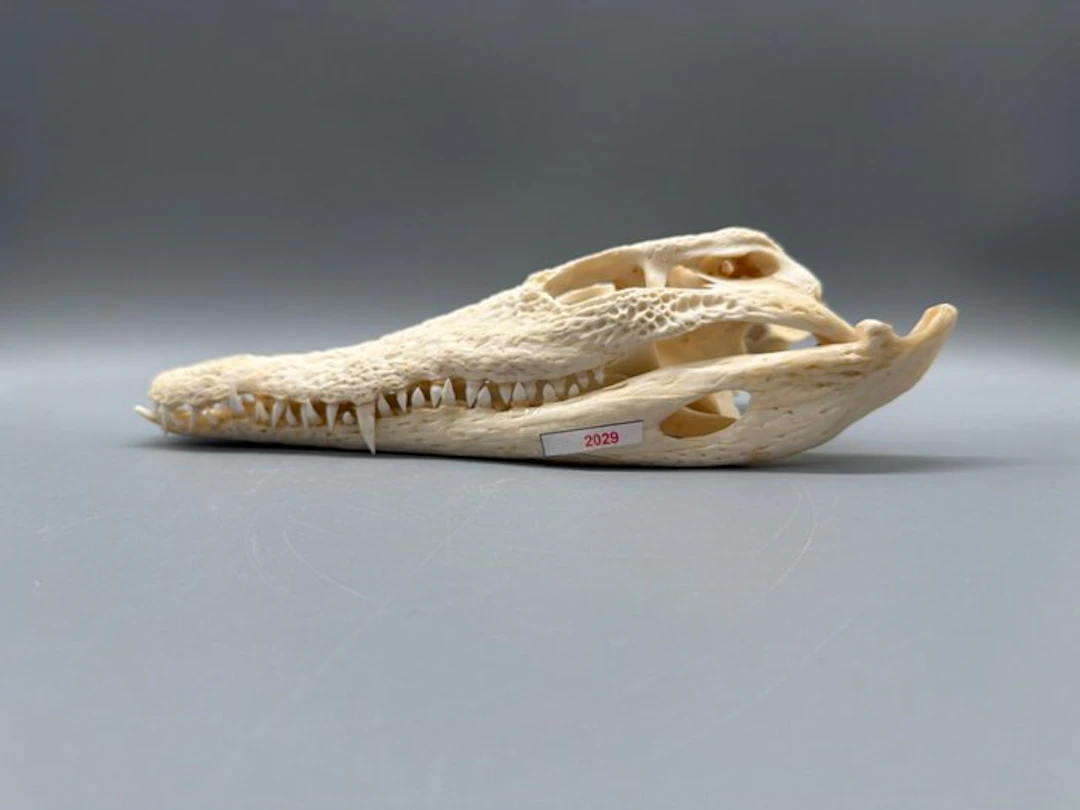 Nile Crocodile Skull - Crocodylus niloticus - 7 cm - 12...