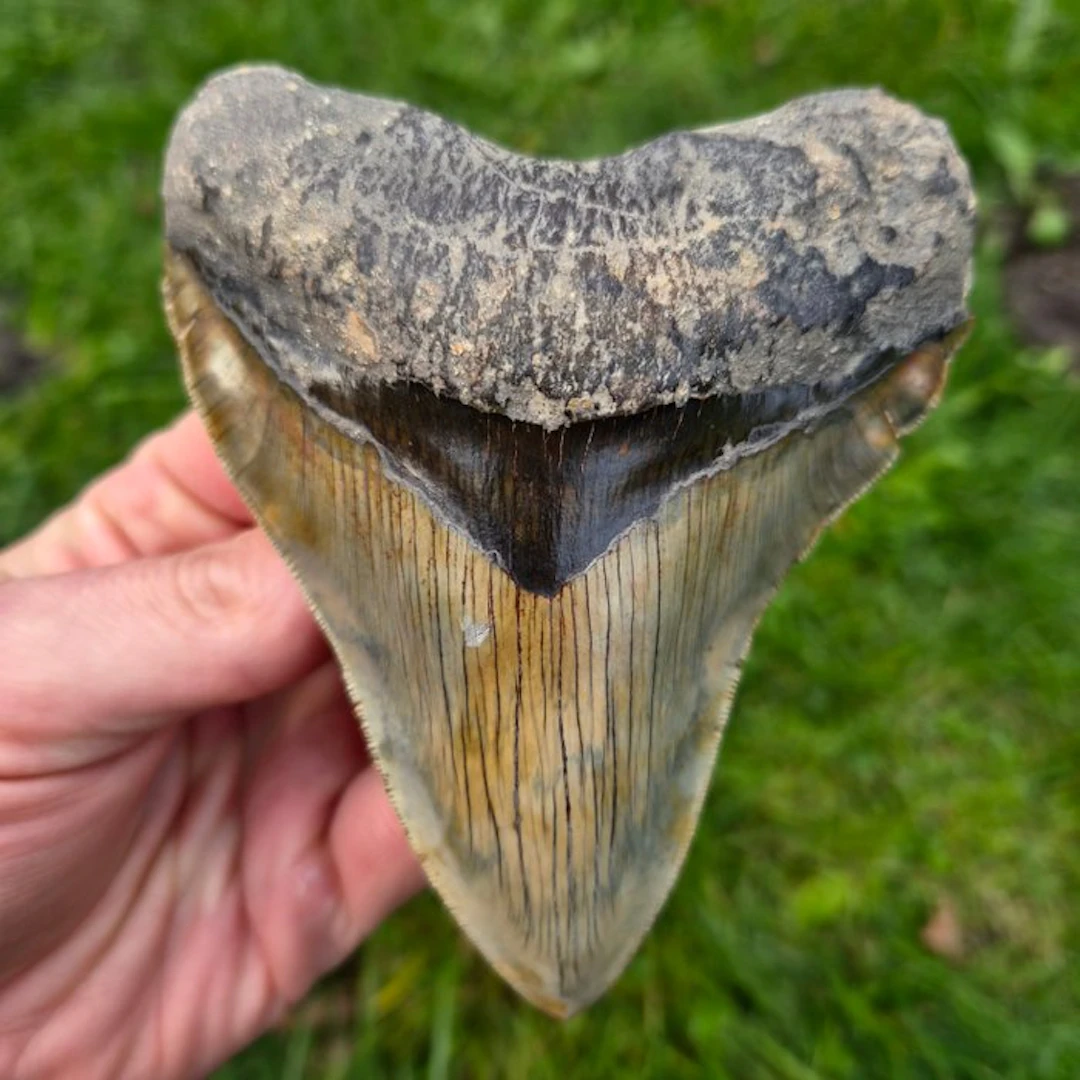Megalodon - Fossil tooth - 13 cm - 10.4 cm