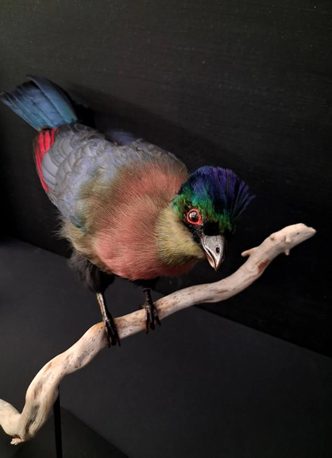 Purperkuiftoerako Taxidermy full body mount - Tauraco...