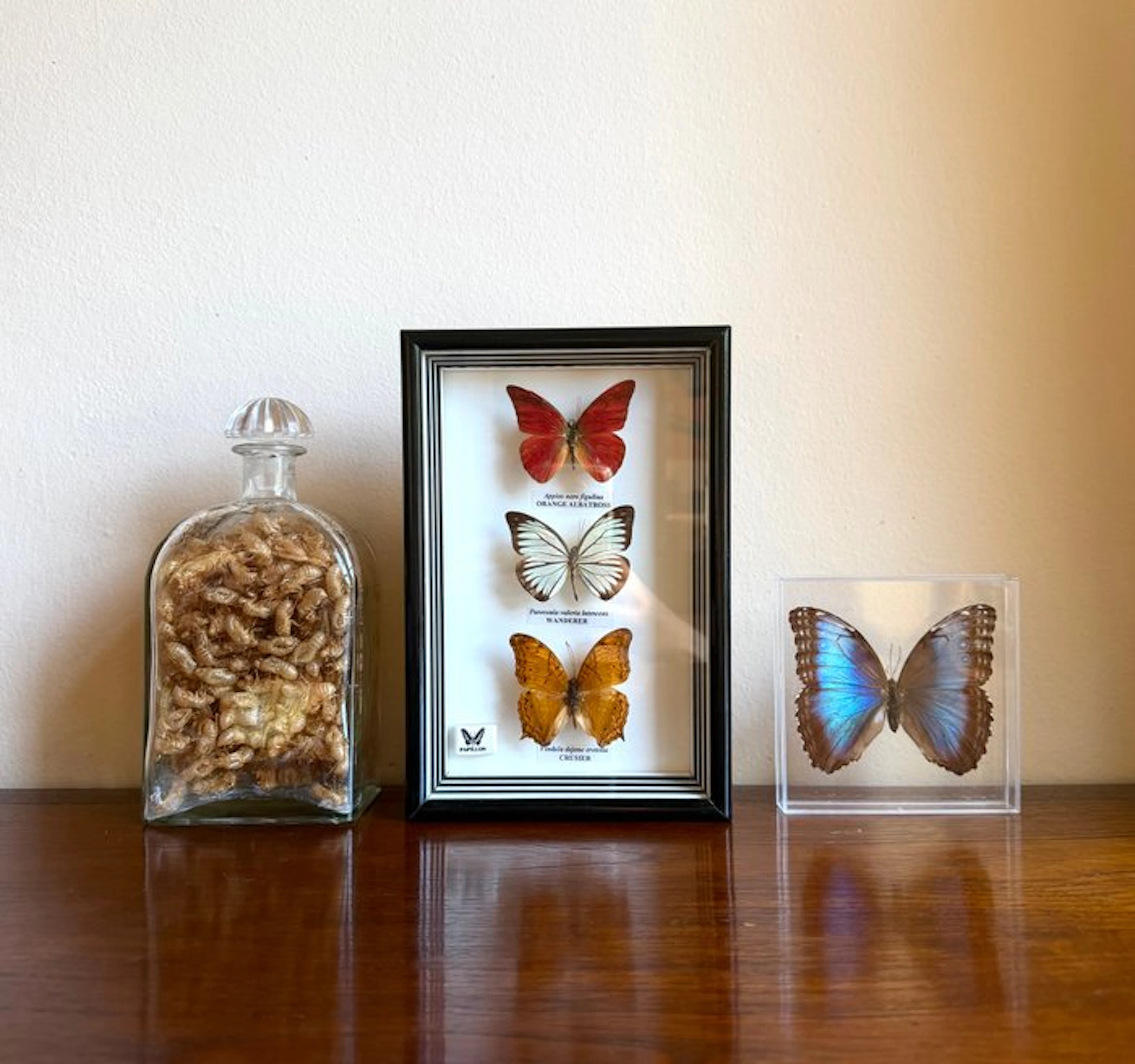 Collection of butterflies and cicada exuviae Taxidermy...