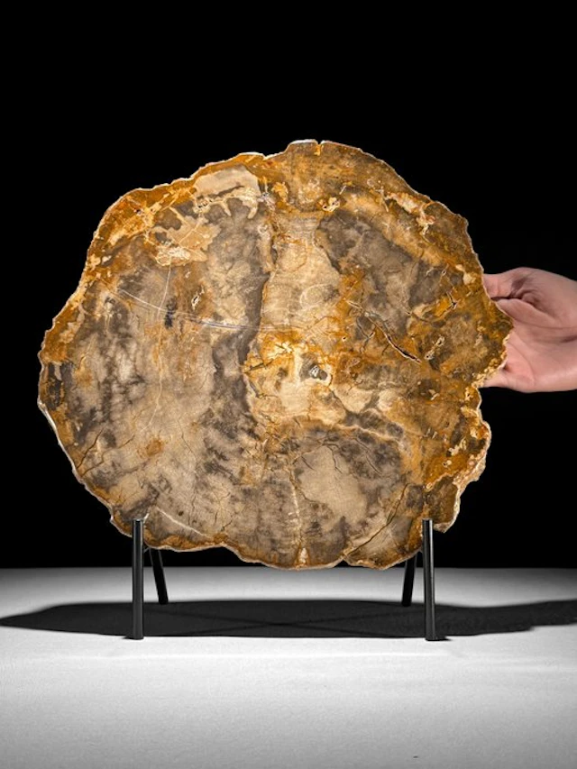 C - Gorgeous Large Slice of Petrified Wood on a custom...