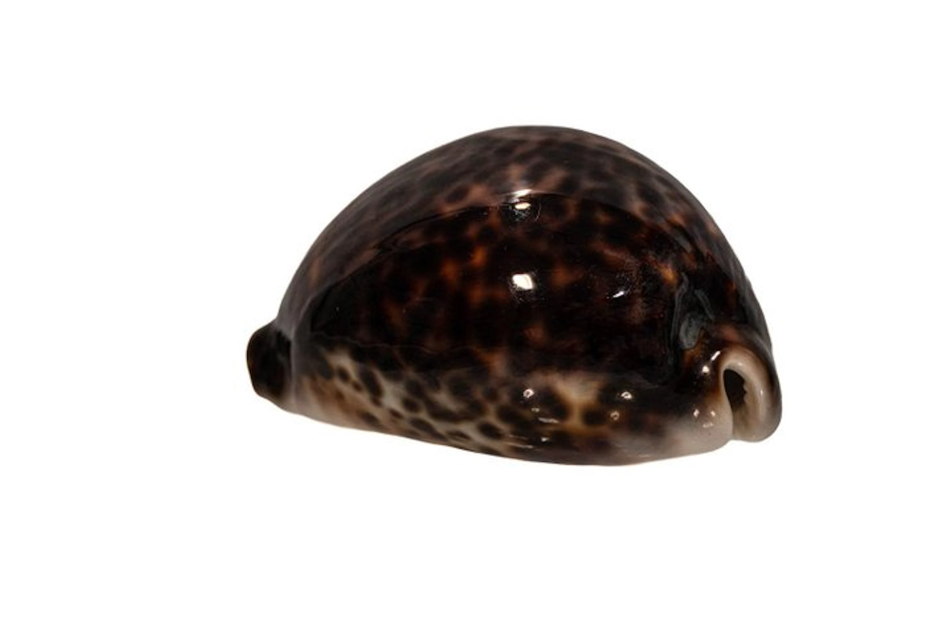 Dark Tiger Cowrie: Cypraea tigris f