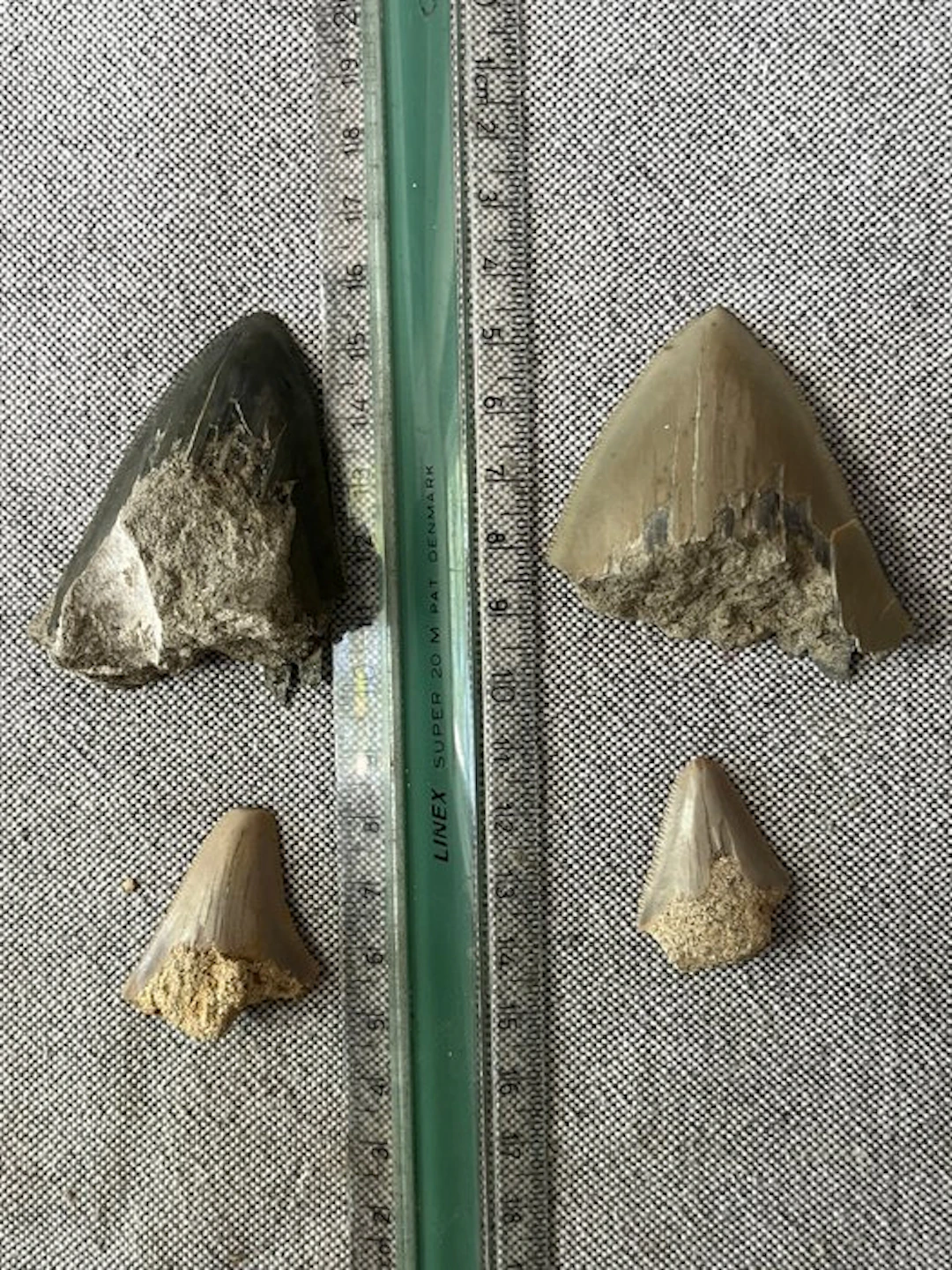 4 x Megalodon tooth 6,3 cm