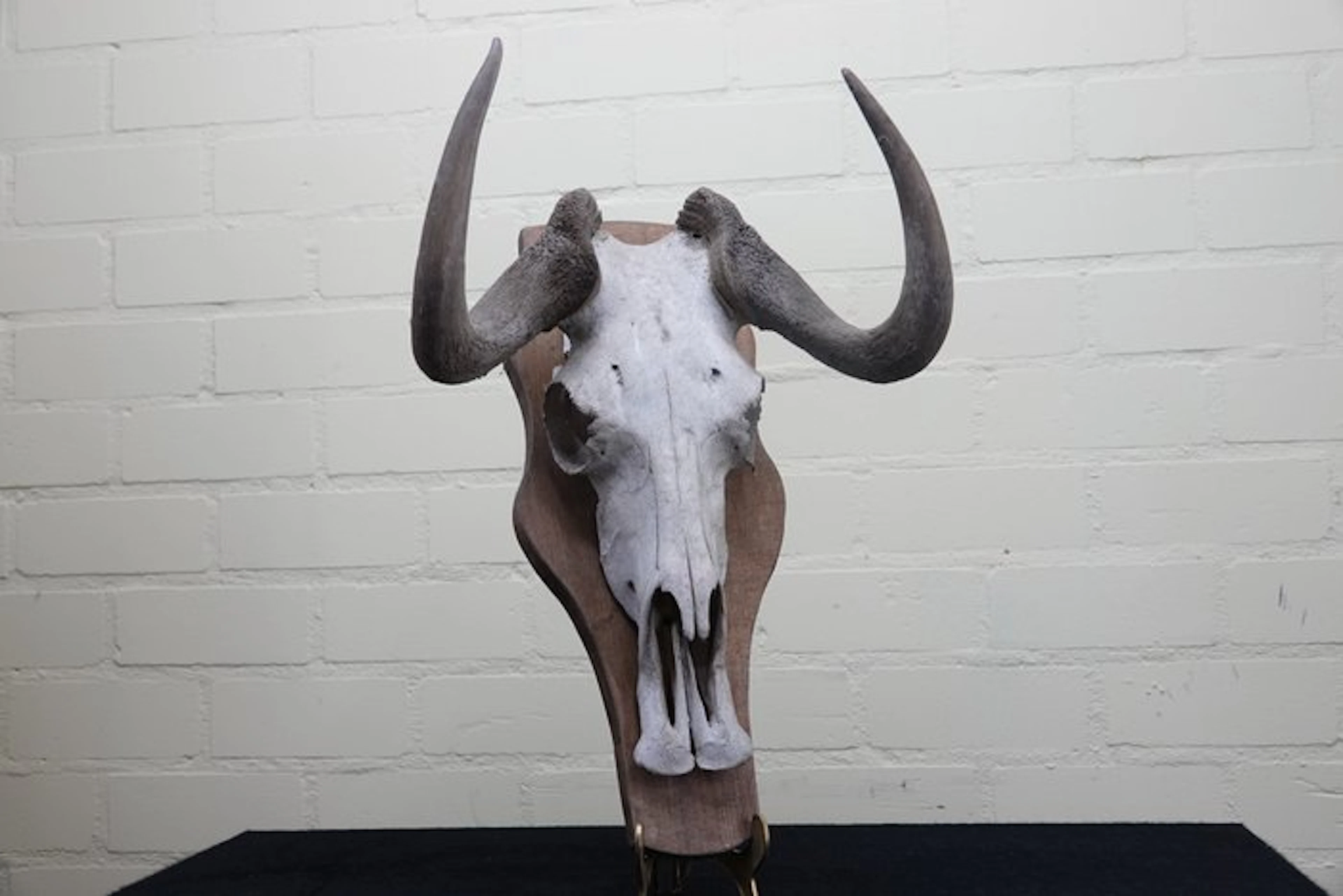 Black Wildebeest Skull - Connochaetes gnou - 23 cm - 47...