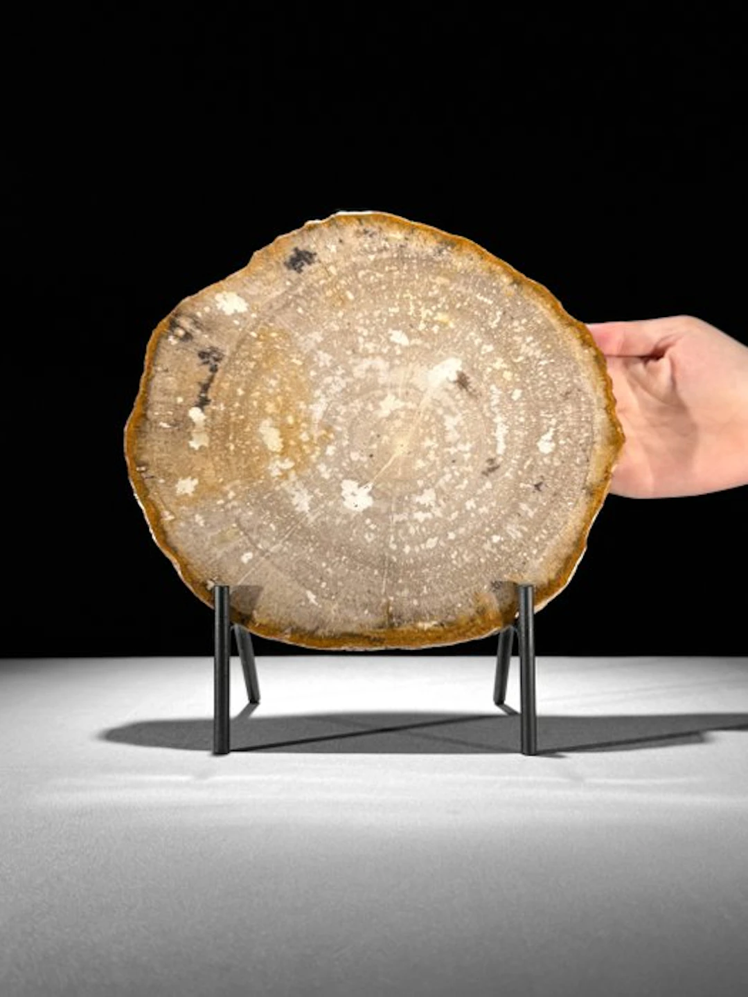 Stunning Slice of Petrified Wood on a custom stand...