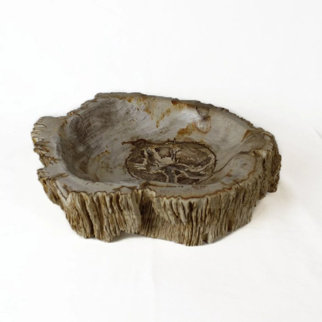 Petrified wood bowl - Fossilised wood - Dipterocarpus - 8...