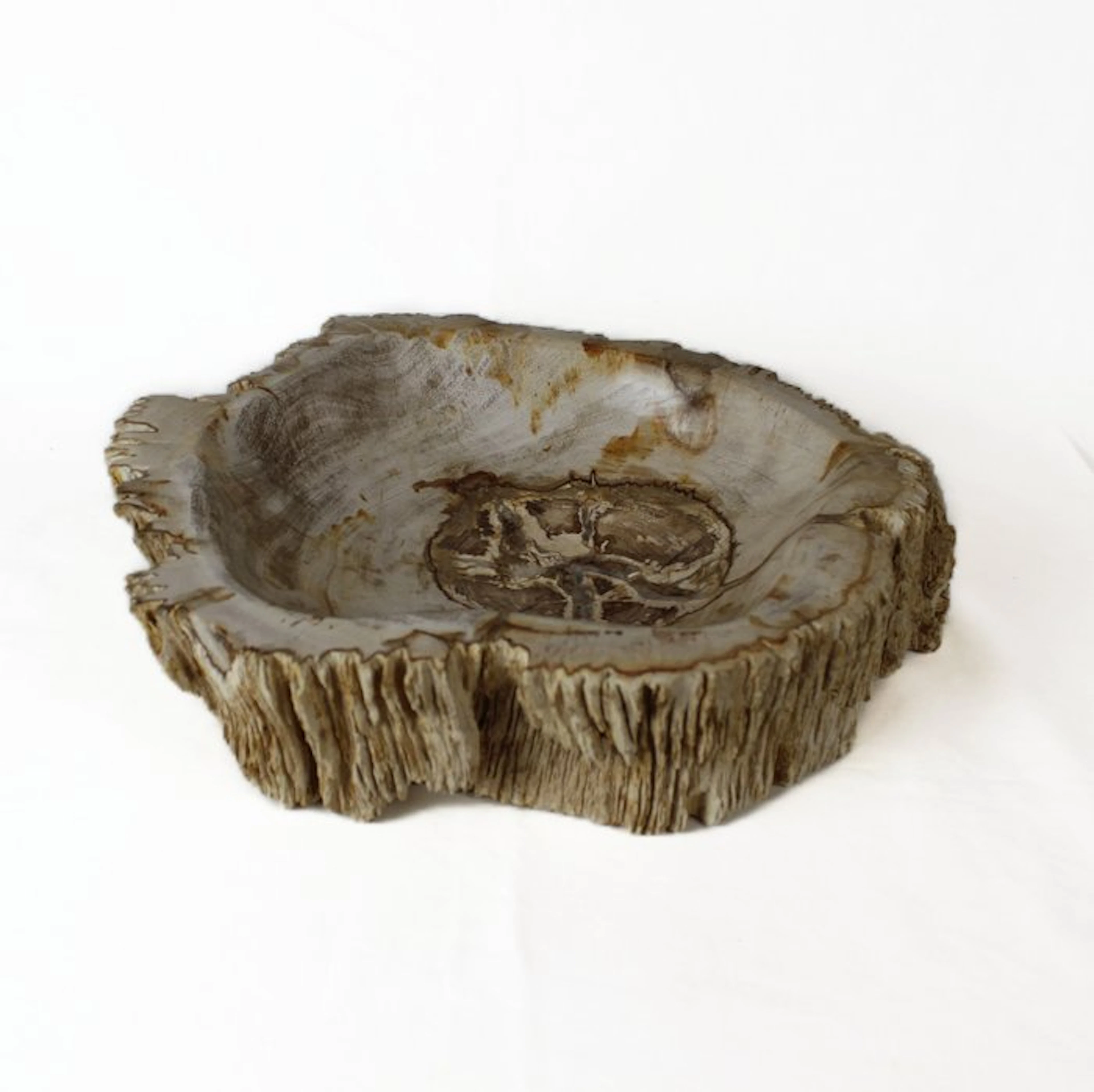 Petrified wood bowl - Fossilised wood - Dipterocarpus - 8...