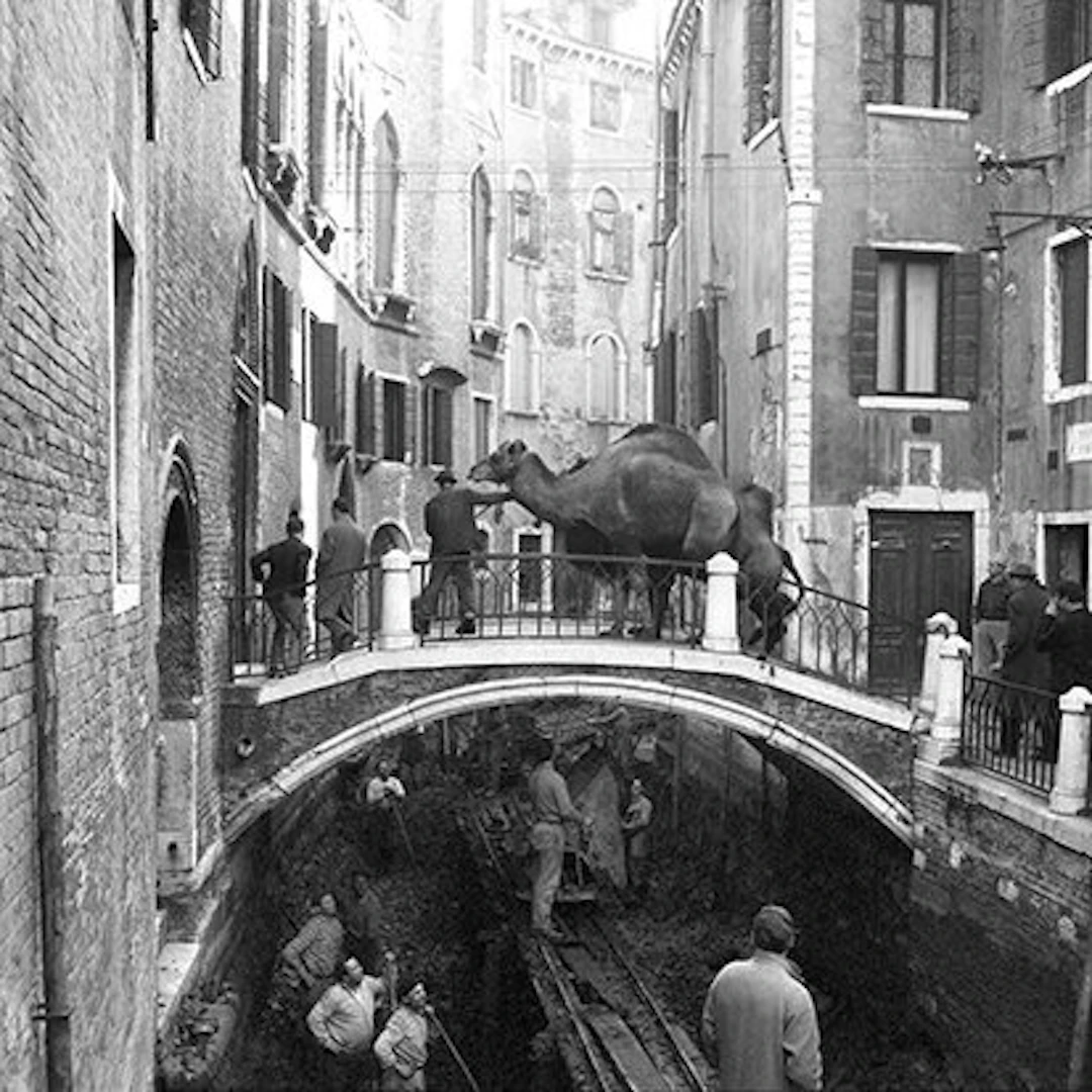 Camerapohoto Epoche/Vittorio Pavan - 11-Circo Togni